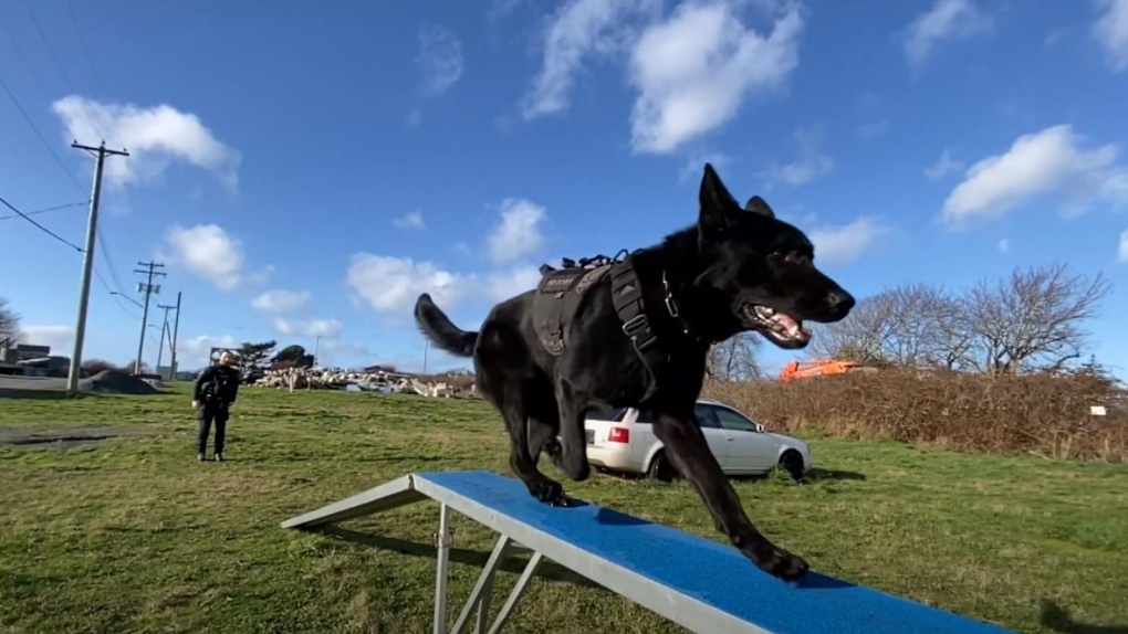B.C. police oversight agency seeks witnesses after man injured by police dog in Saanich