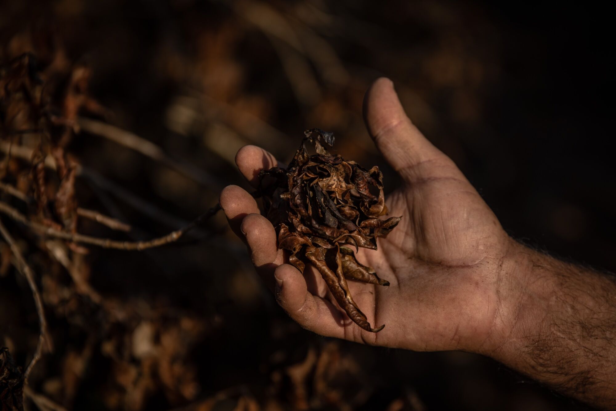 Del arroz al café: El Niño 2026 pondría en riesgo estos alimentos de la canasta básica en América Latina Del arroz al café: El Niño 2026 pondría en riesgo estos alimentos de la canasta básica en América Latina