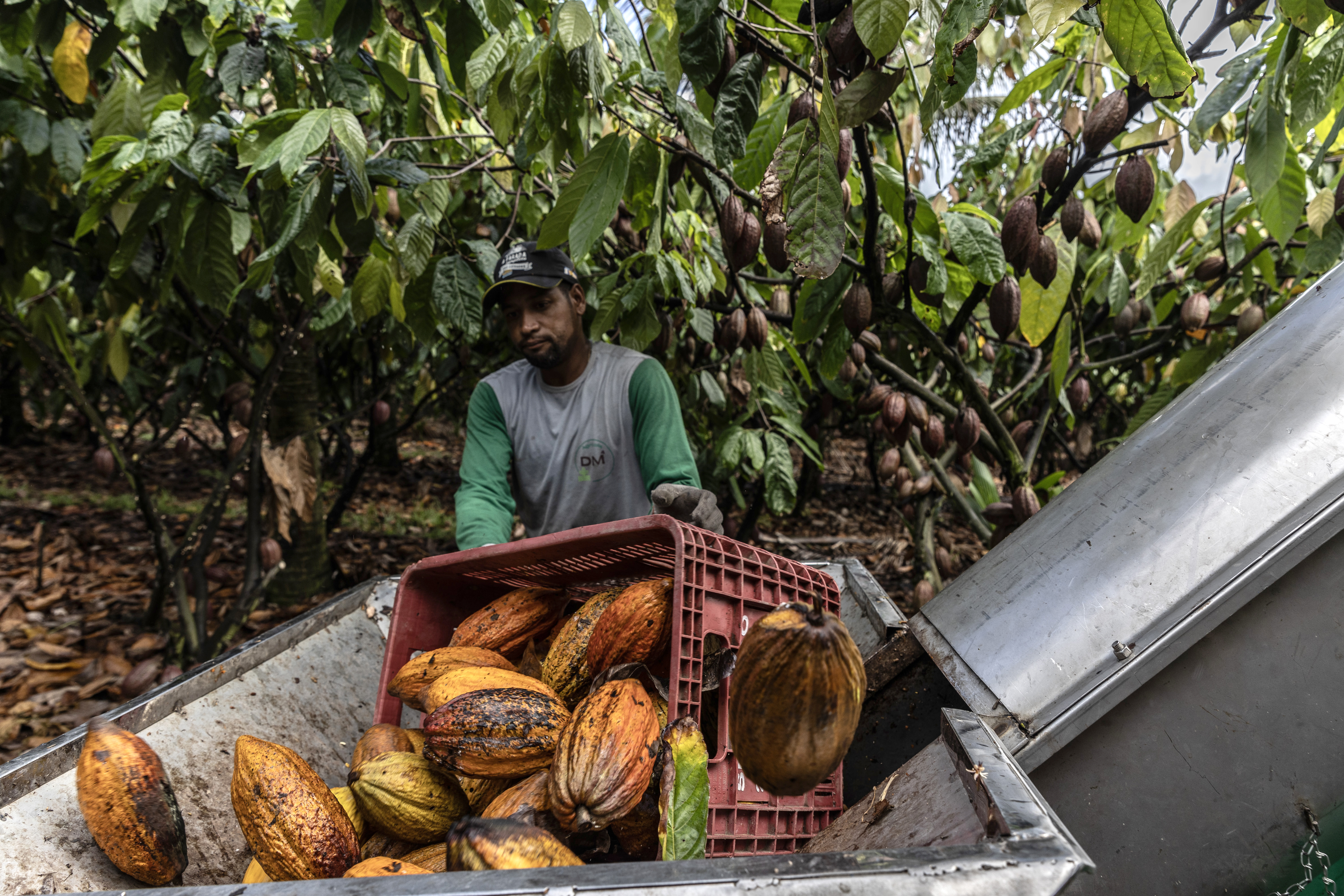 Chocolate mais caro? Volta do El Niño gera incerteza e ameaça mercado global de cacau Chocolate mais caro? Volta do El Niño gera incerteza e ameaça mercado global de cacau