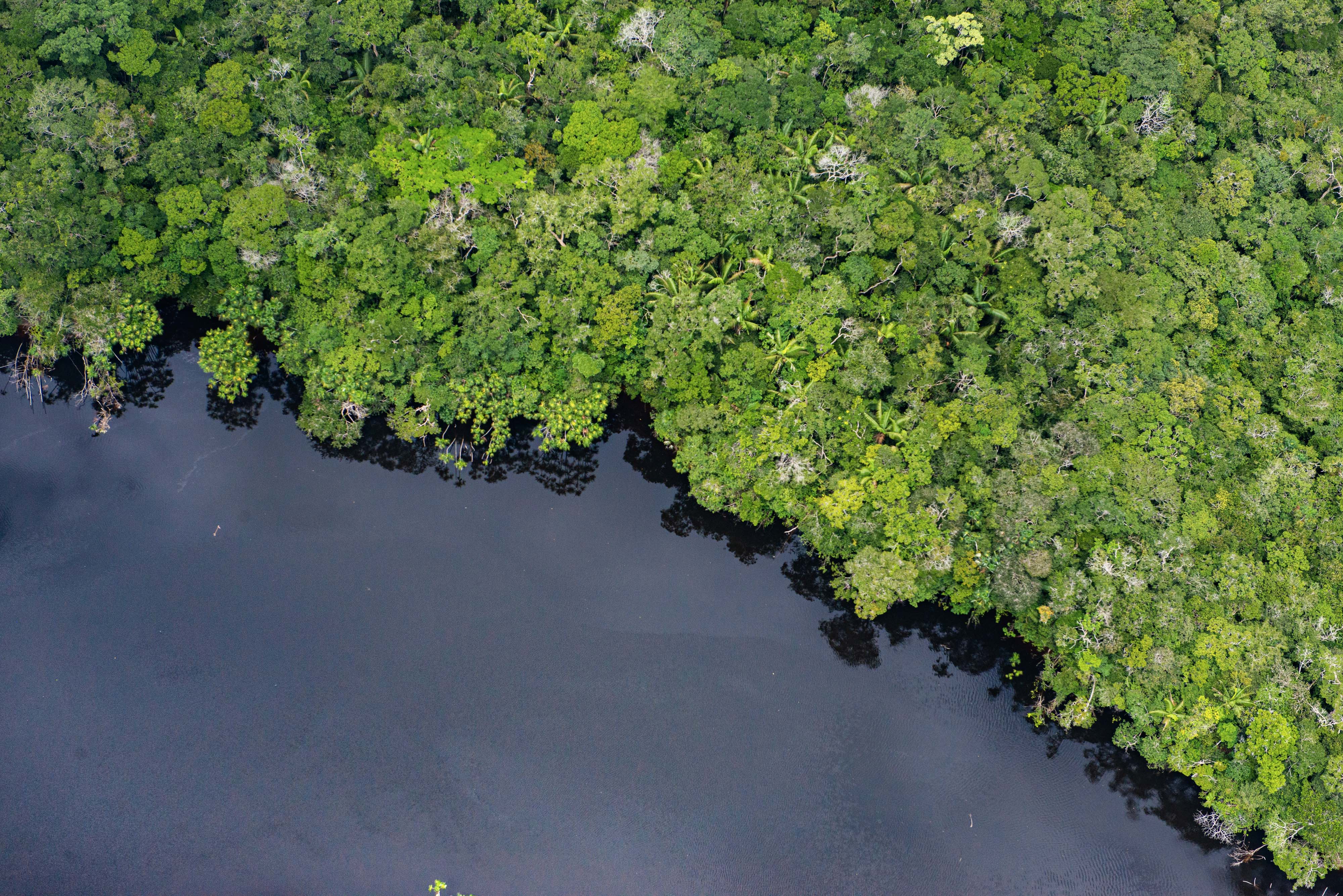 La millonaria inversión que necesita América Latina para conservar su biodiversidad, según el BID y Cepal