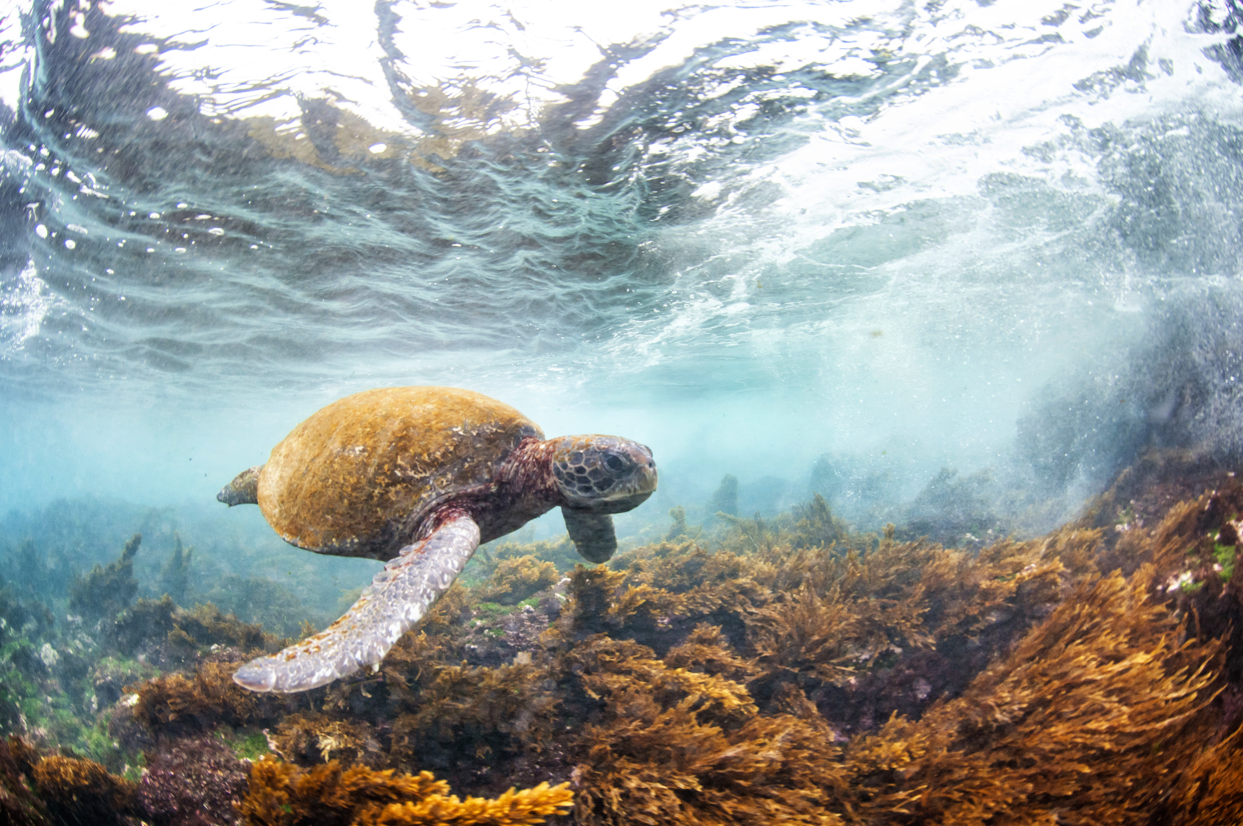 América Latina pierde un 95% de sus poblaciones de fauna silvestre desde 1970, alerta WWF
