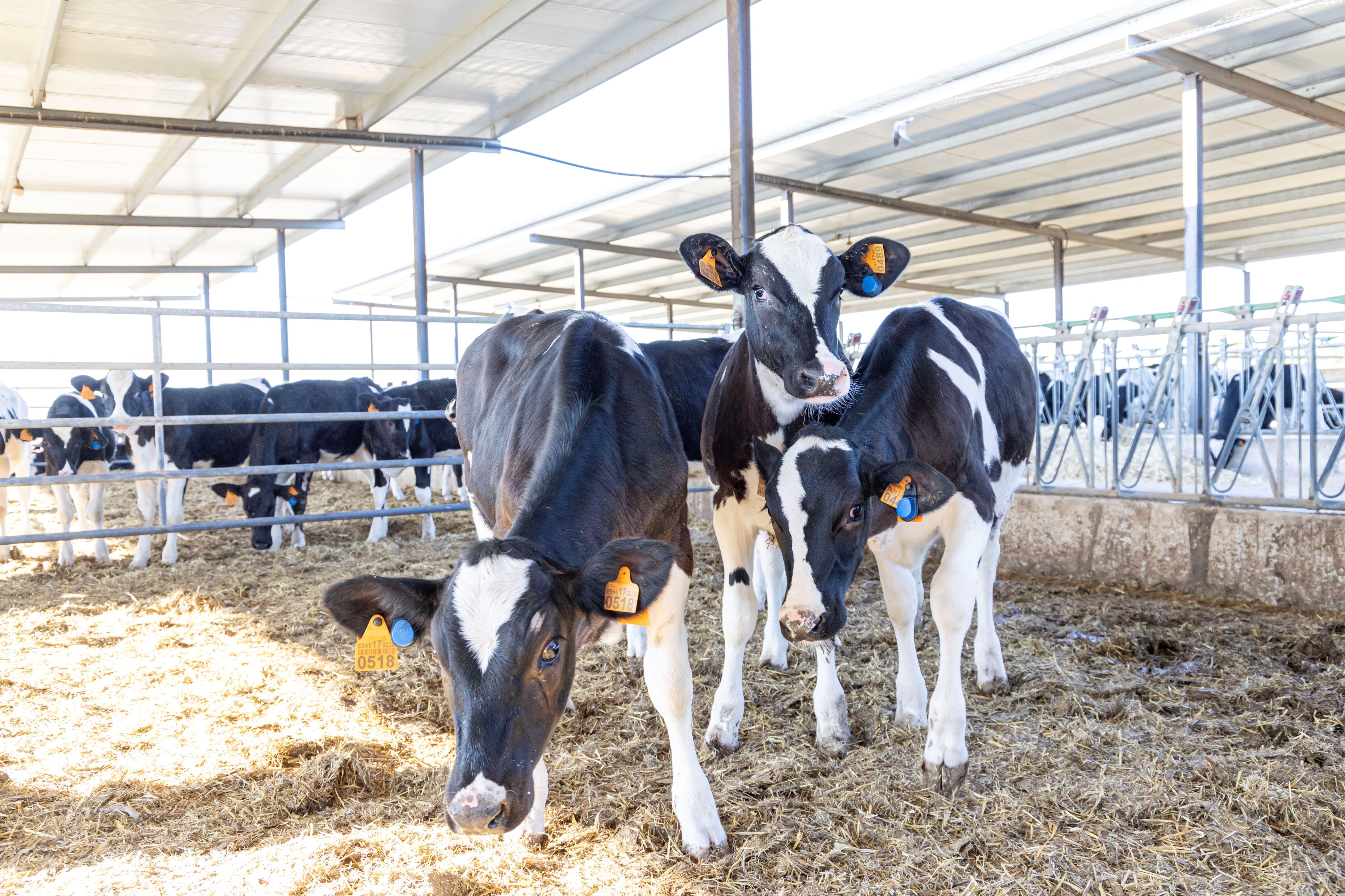 MSD Saúde Animal mira maior uso de dados para ‘ouvir’ os bovinos e elevar eficiência MSD Saúde Animal mira maior uso de dados para ‘ouvir’ os bovinos e elevar eficiência
