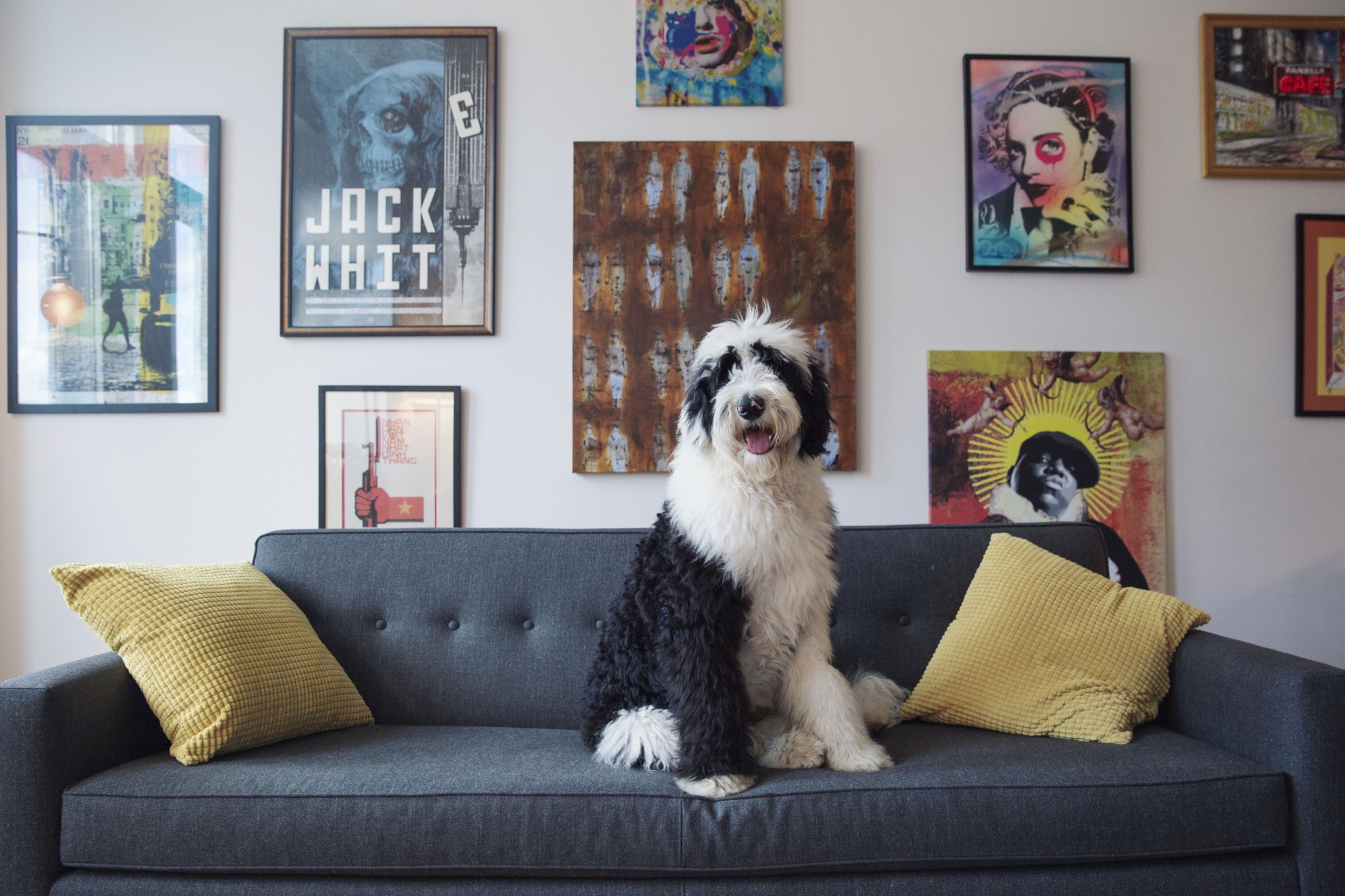 Special Dog mira tendência de ‘humanização de pets’ para crescer com ração super premium