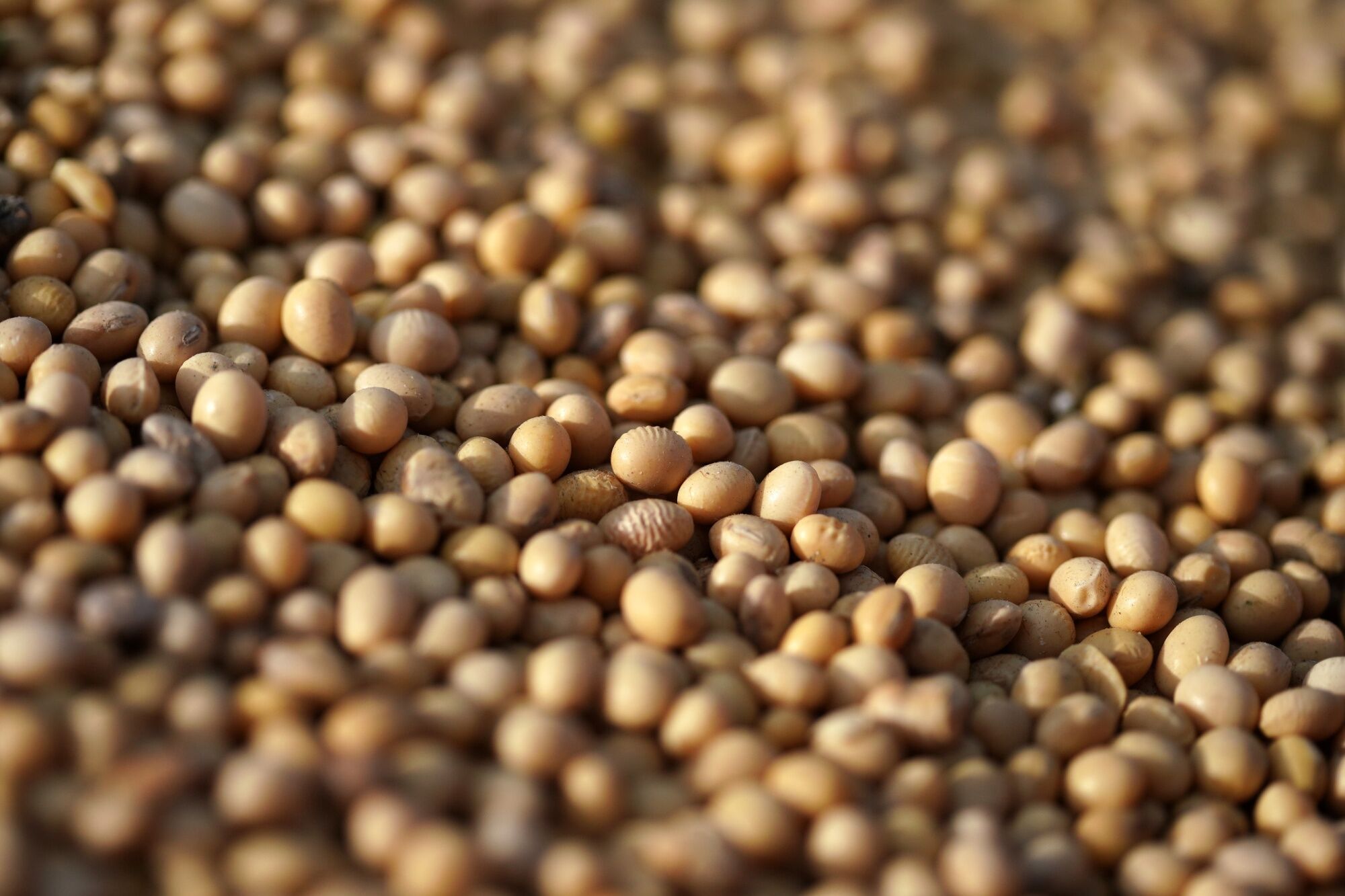 Retenciones más bajas: cuál es el verdadero impacto fiscal del alivio al campo en Argentina Retenciones más bajas: cuál es el verdadero impacto fiscal del alivio al campo en Argentina