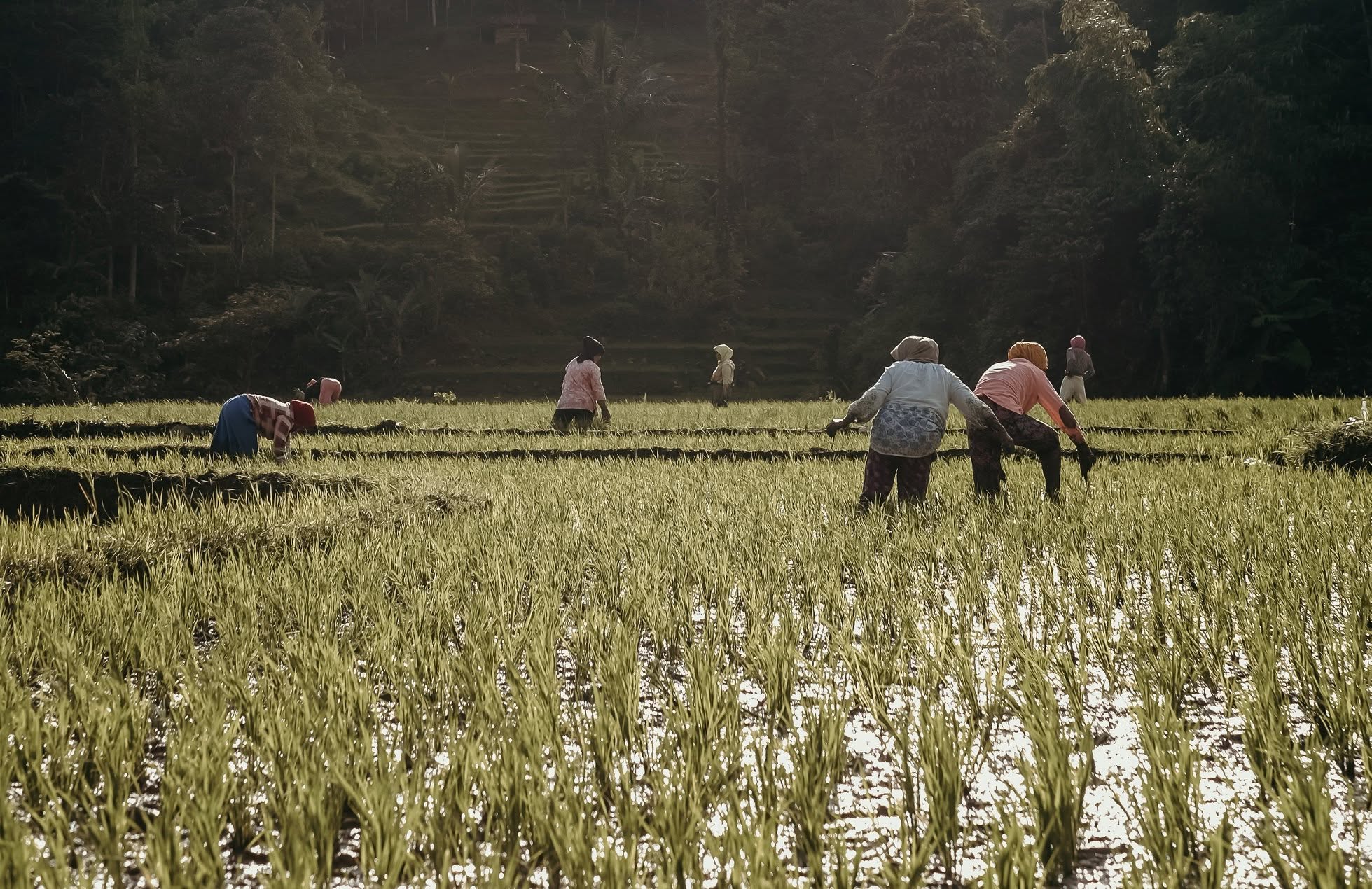 El calor extremo ya amenaza la vida de quienes producen los alimentos, advierte informe El calor extremo ya amenaza la vida de quienes producen los alimentos, advierte informe