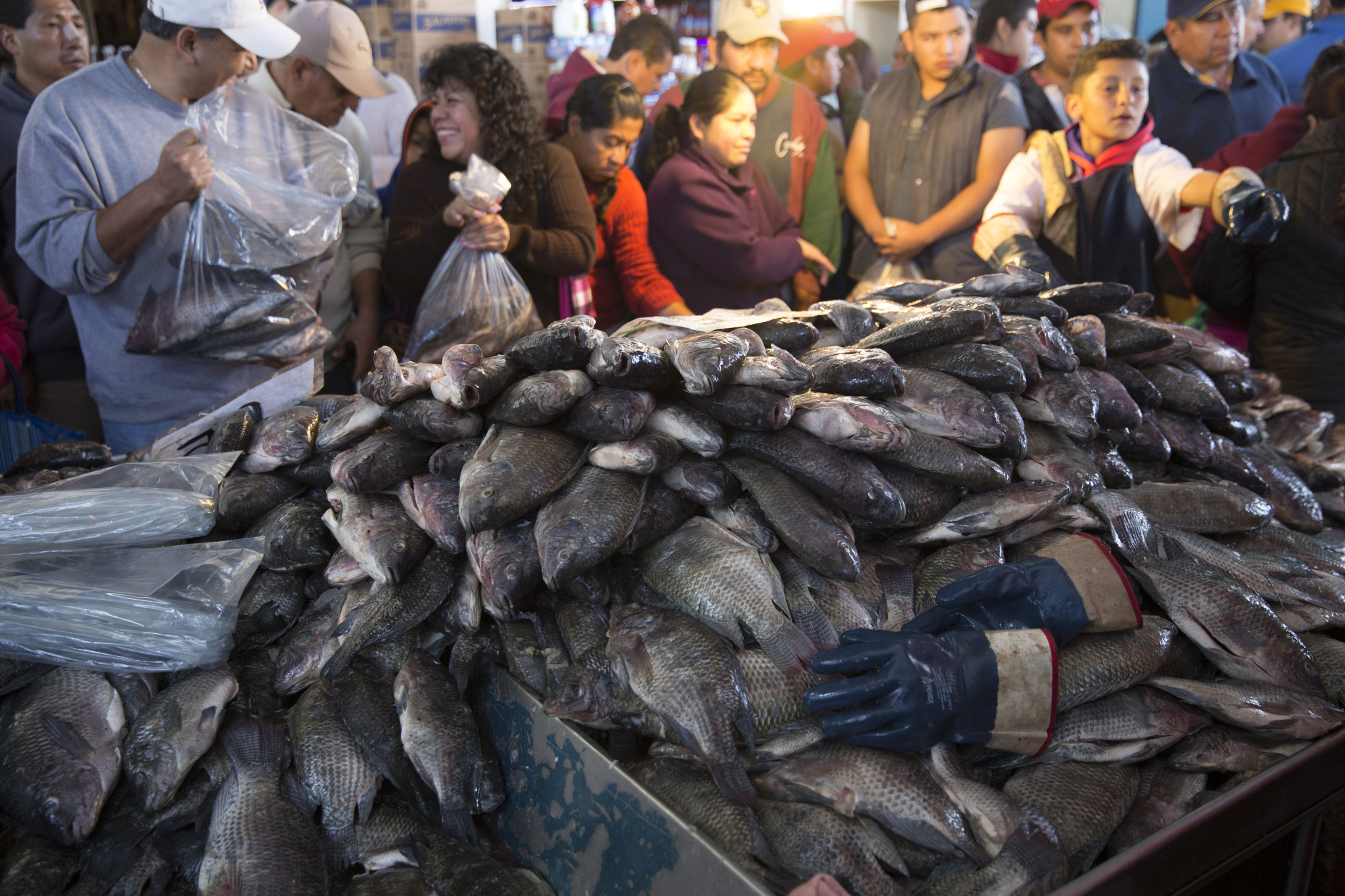 Semana Santa 2022: productores garantizan abasto de pescados y mariscos en  Cuaresma