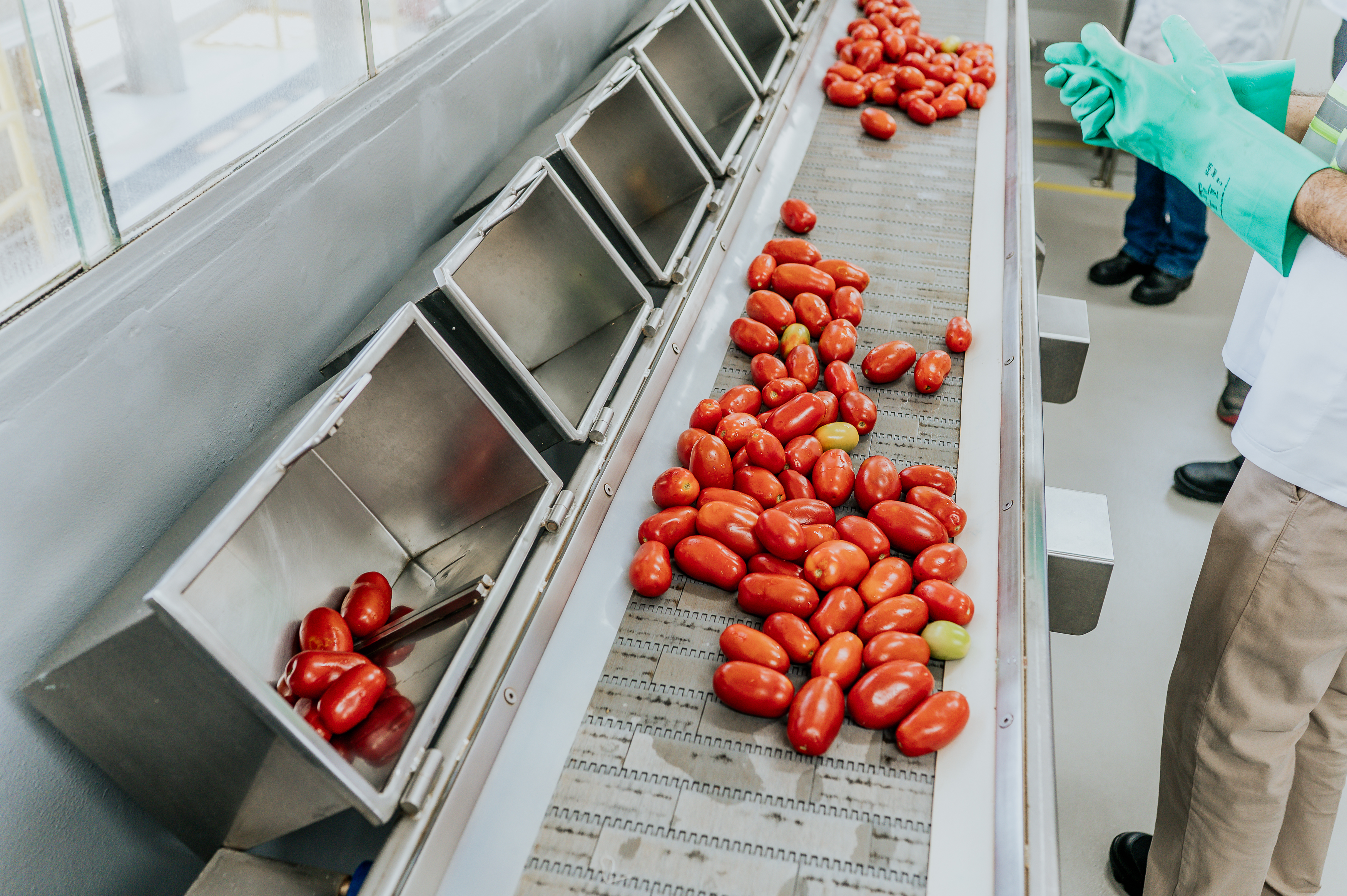 Ketchup made in Brazil: como a Kraft Heinz alcançou autossuficiência em tomate no país Ketchup made in Brazil: como a Kraft Heinz alcançou autossuficiência em tomate no país