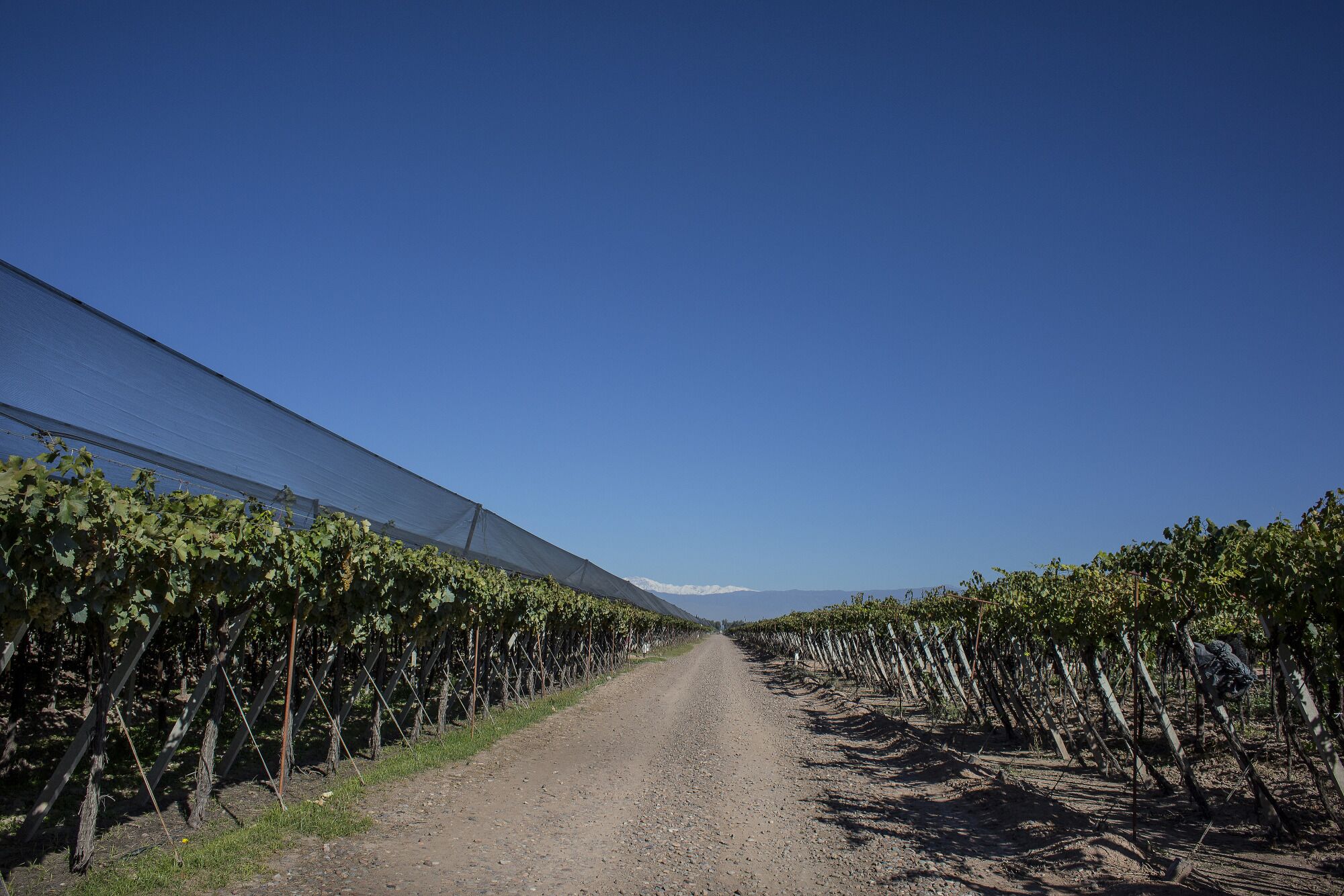 Após ano difícil, vinícolas argentinas contam com melhora da economia para retomada
