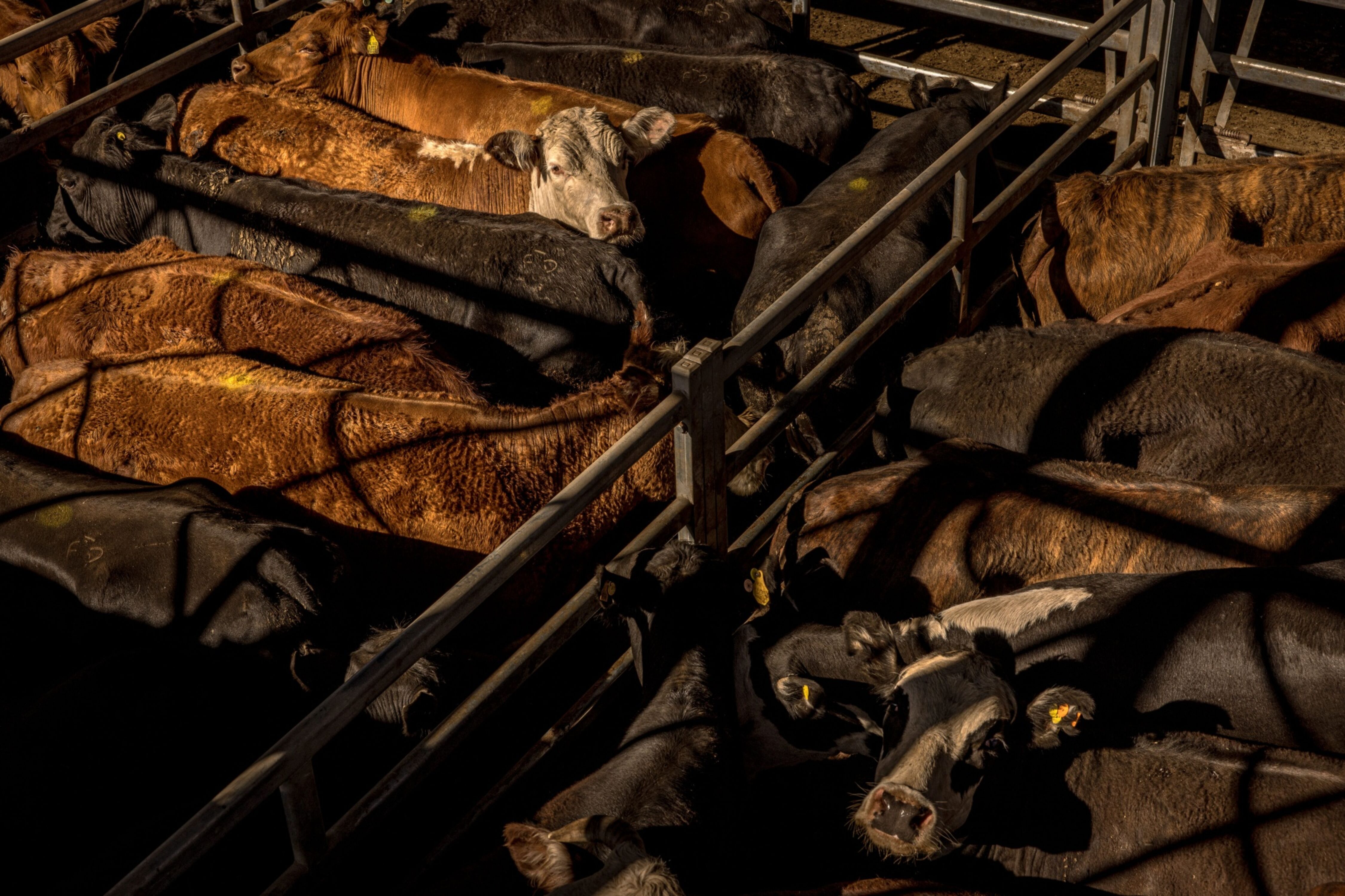 Ganaderos argentinos ya piensan en aumentar la producción para exportar a Estados Unidos Ganaderos argentinos ya piensan en aumentar la producción para exportar a Estados Unidos