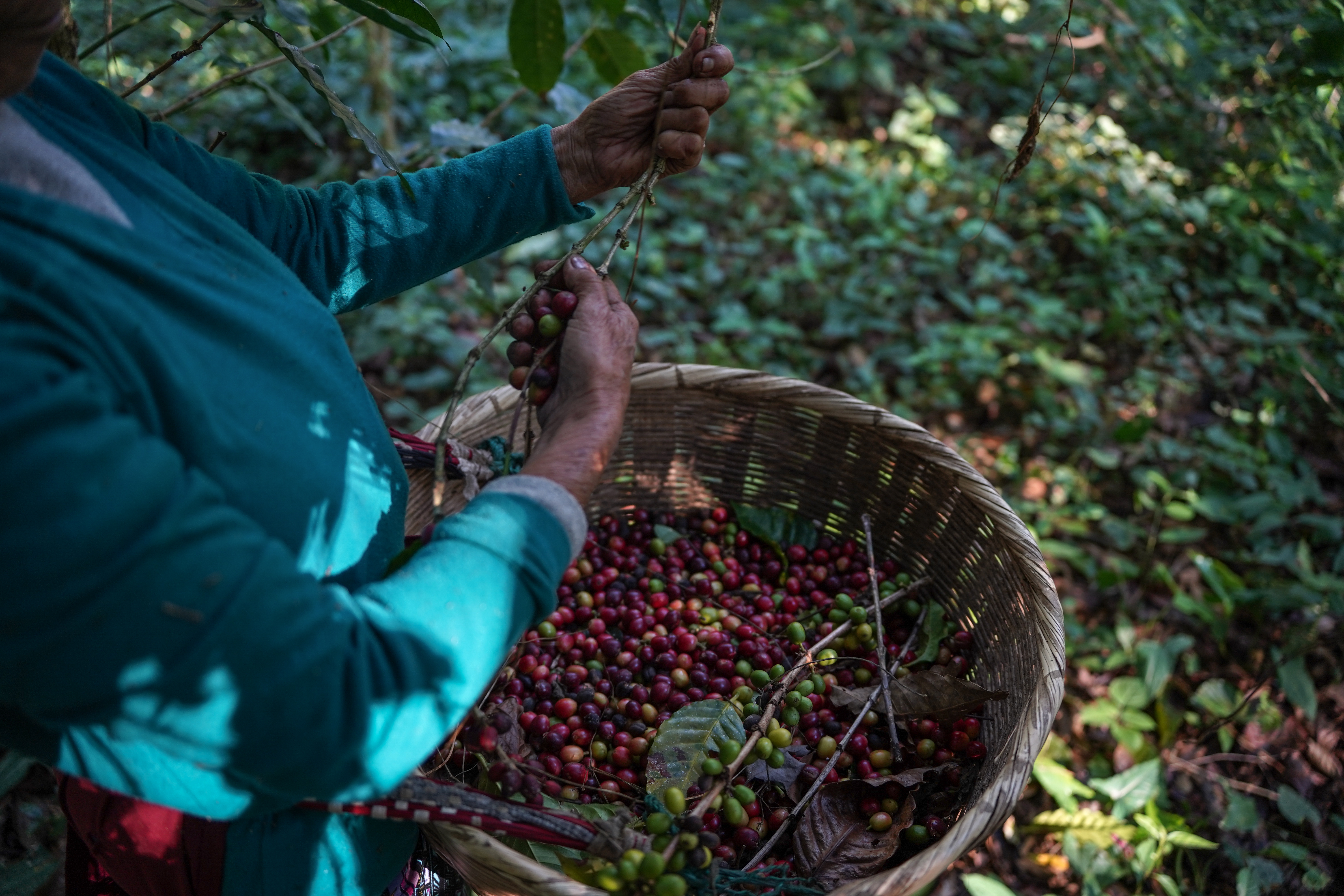 El Niño amenaza los precios de los alimentos, del café al cacao: ¿cuánto pueden subir?
