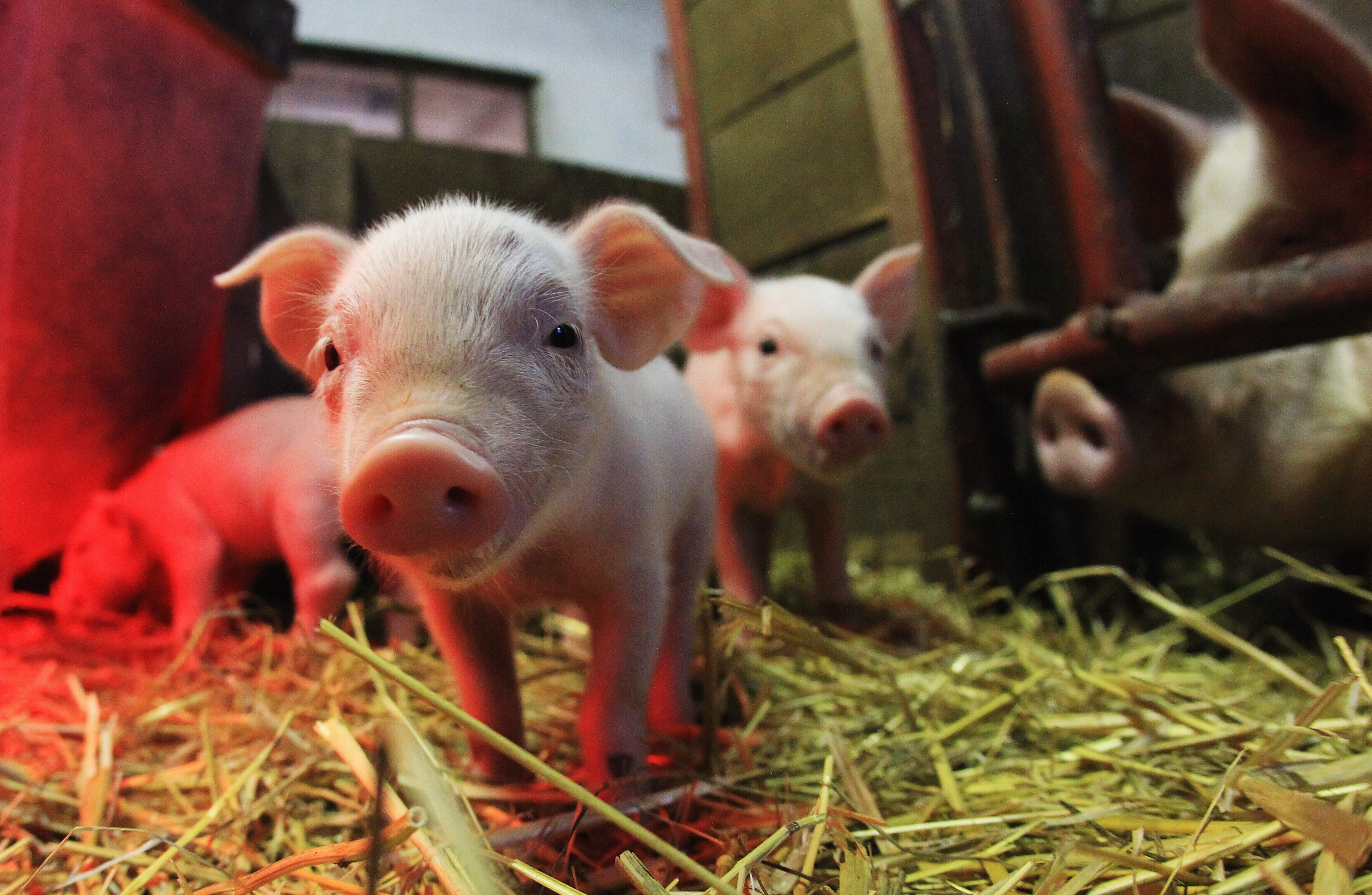Producción de carne de cerdo acelera en Colombia y presiona los precios a la baja