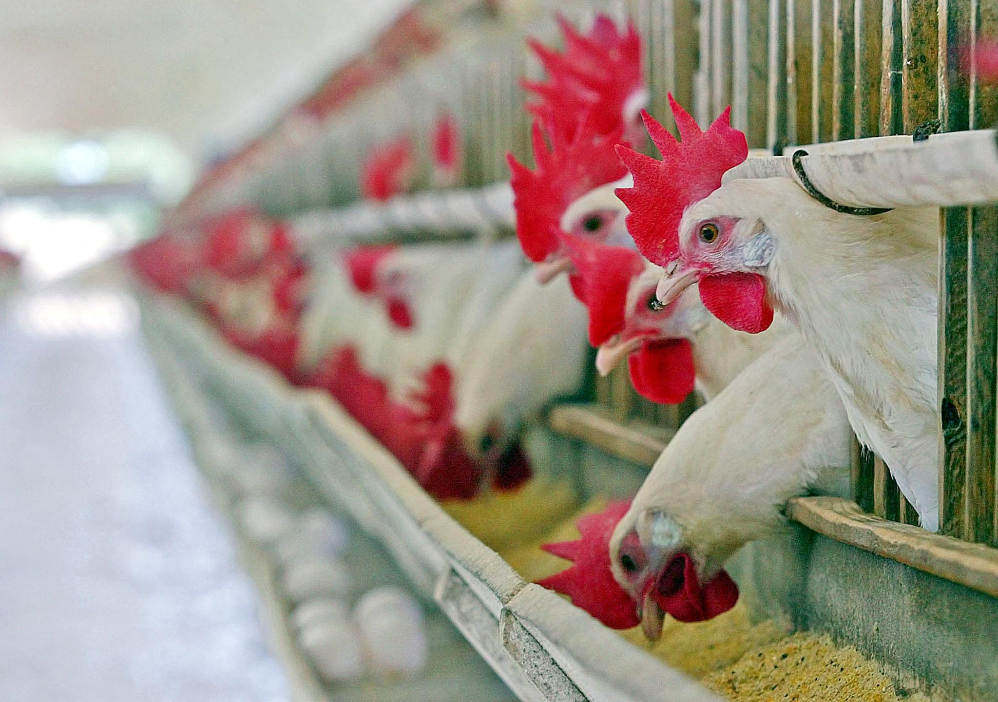 Brasil tem alta das exportações de frango e preços devem se recuperar, diz J.P. Morgan