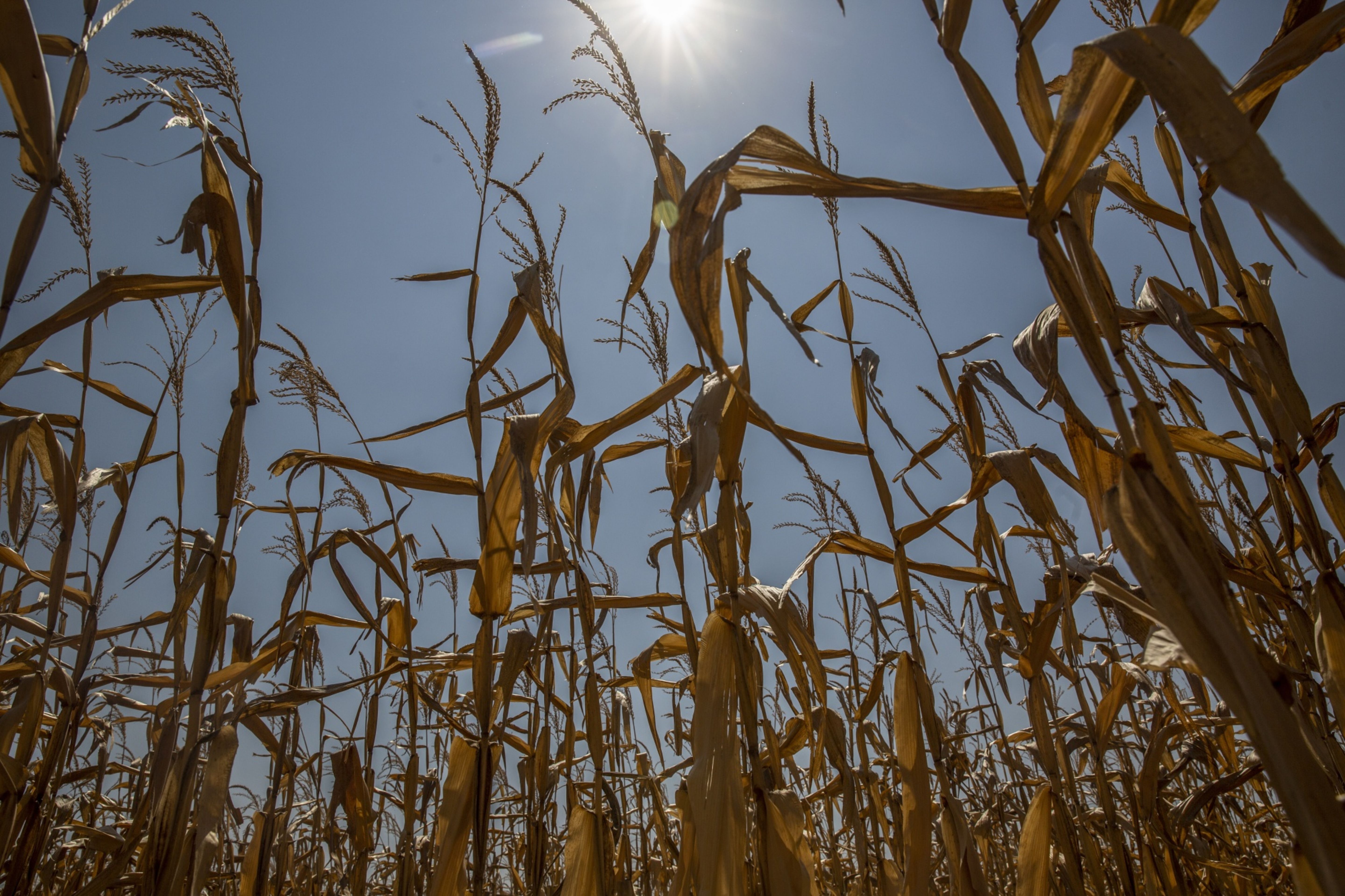 Brazil’s Drought Reduces Grain Harvest Forecasts