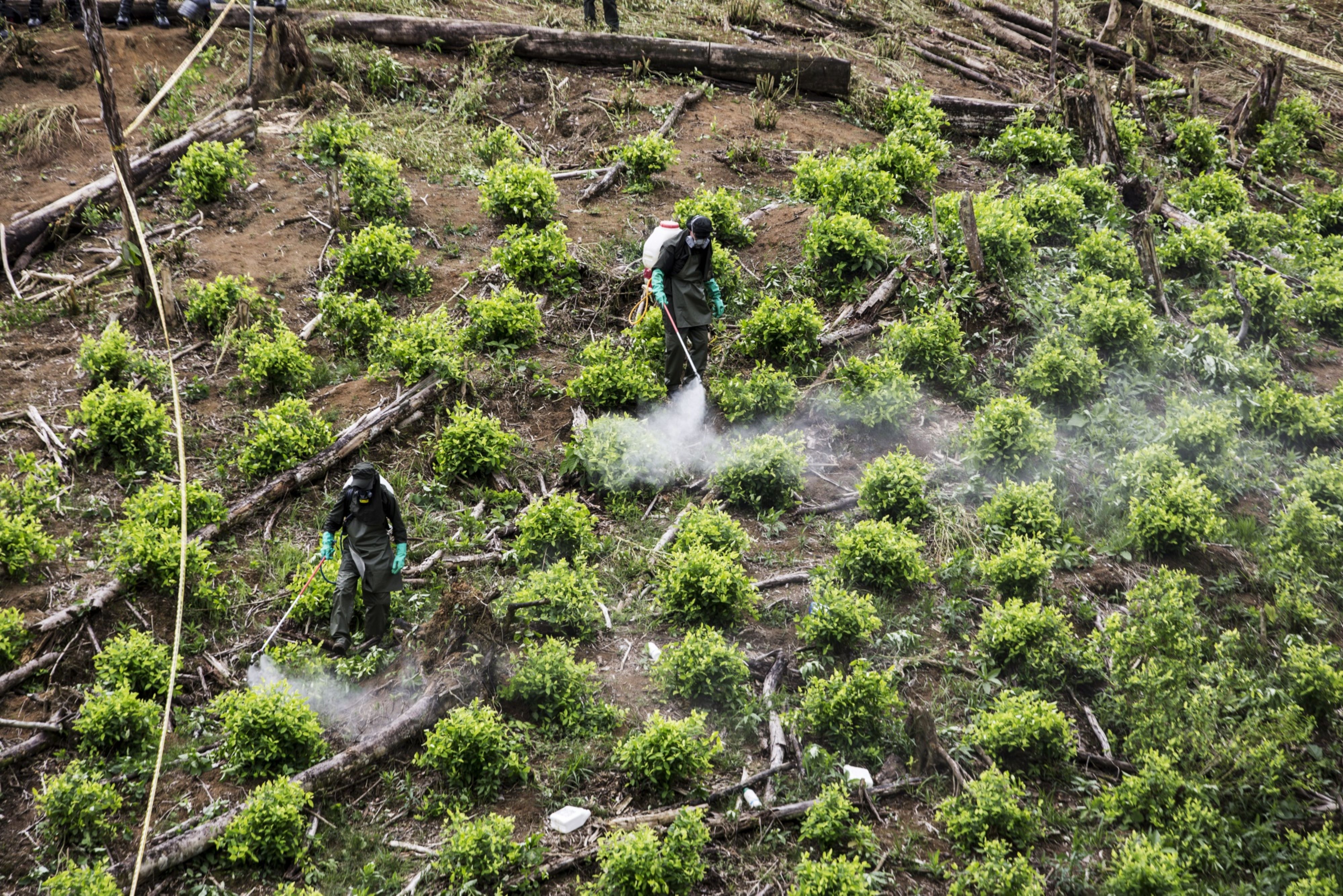 De la Espriella abre puerta a la aspersión con glifosato en cultivos de coca en Colombia 