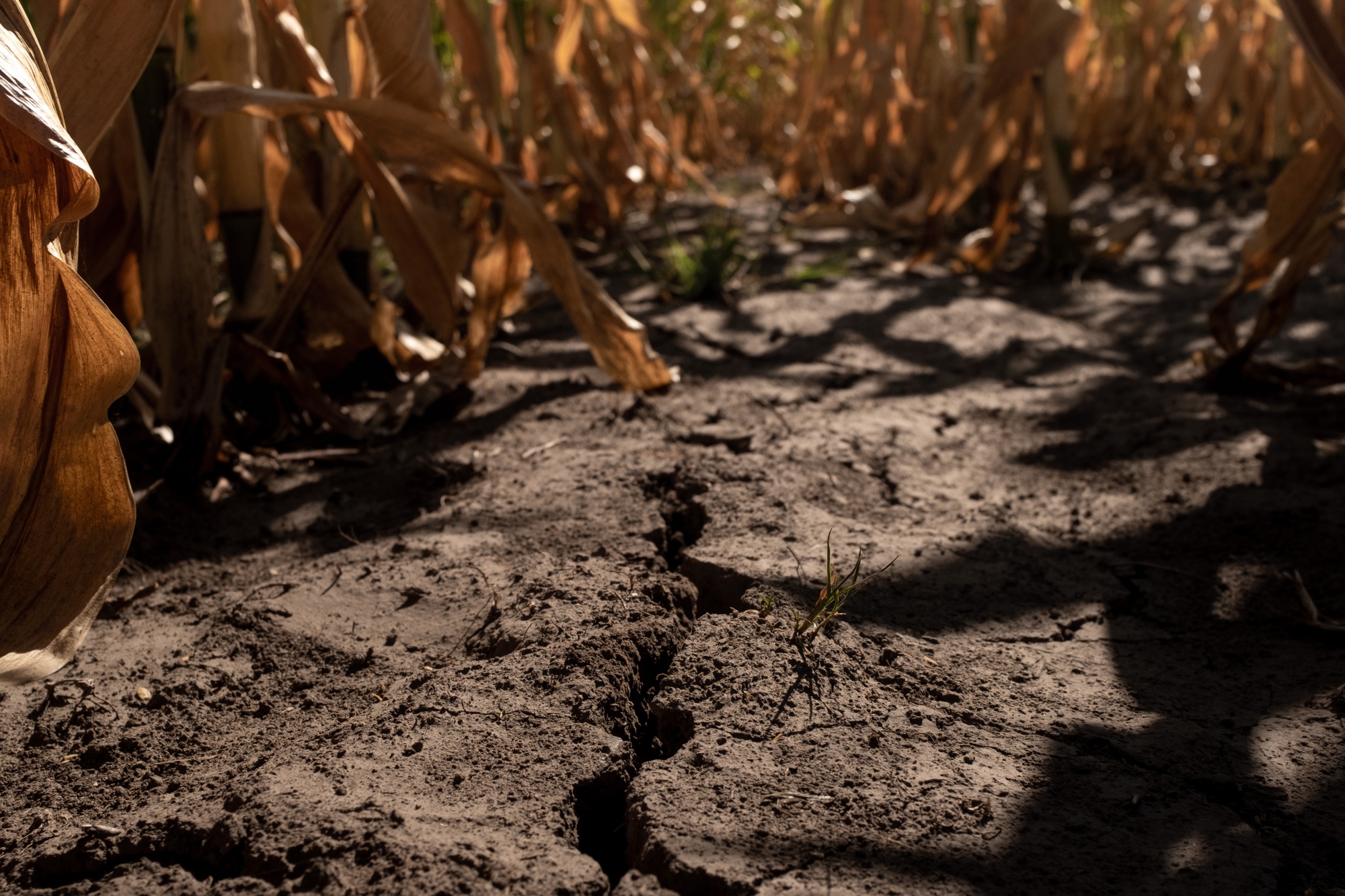 OMM revela las zonas de Latinoamérica que tuvieron olas de calor “sin precedentes” en 2025 OMM revela las zonas de Latinoamérica que tuvieron olas de calor “sin precedentes” en 2025