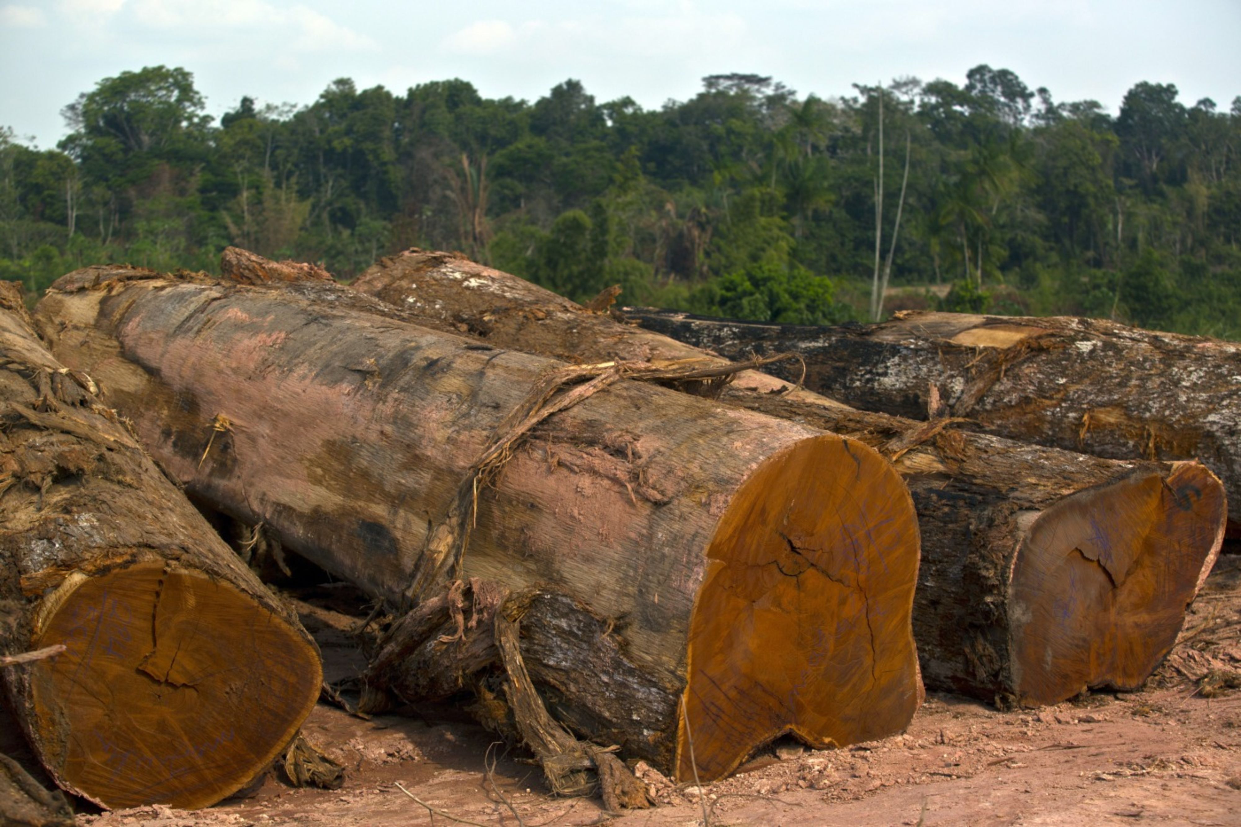 Pine Resin: The new 'Green Gold' in Brazil's Planted Forests