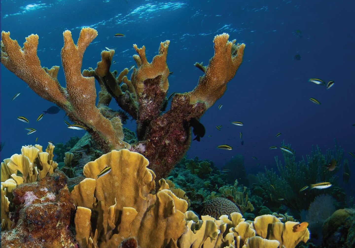 Cómo disfrutar un destino sin dañar su ecosistema: lecciones de Roatán, en el Caribe hondureño, para los viajeros Cómo disfrutar un destino sin dañar su ecosistema: lecciones de Roatán, en el Caribe hondureño, para los viajeros