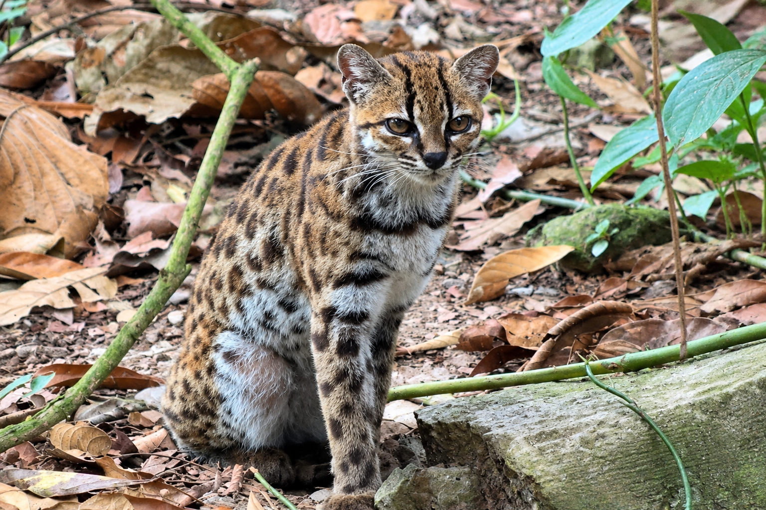 Video: este es el tilcayo, el primer felino salvaje descubierto en más de un siglo en Bolivia