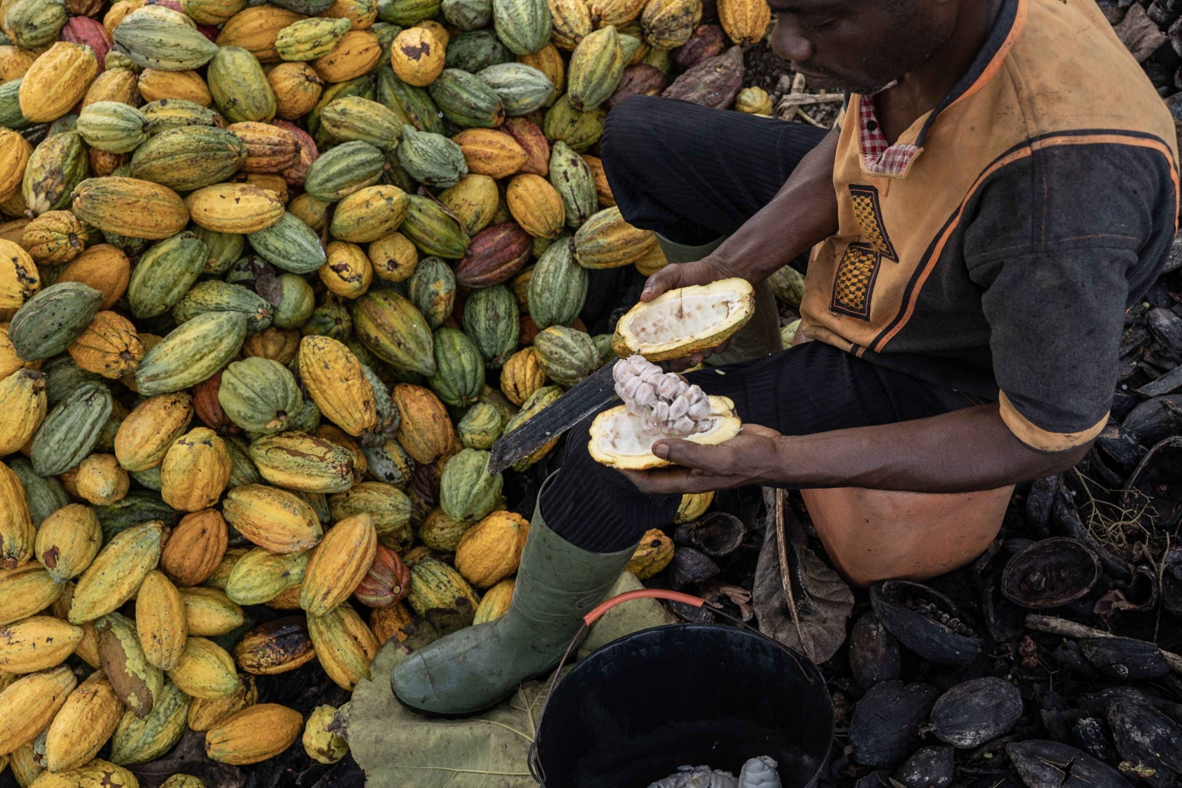 Precio del cacao alcanza su nivel más alto en 44 años