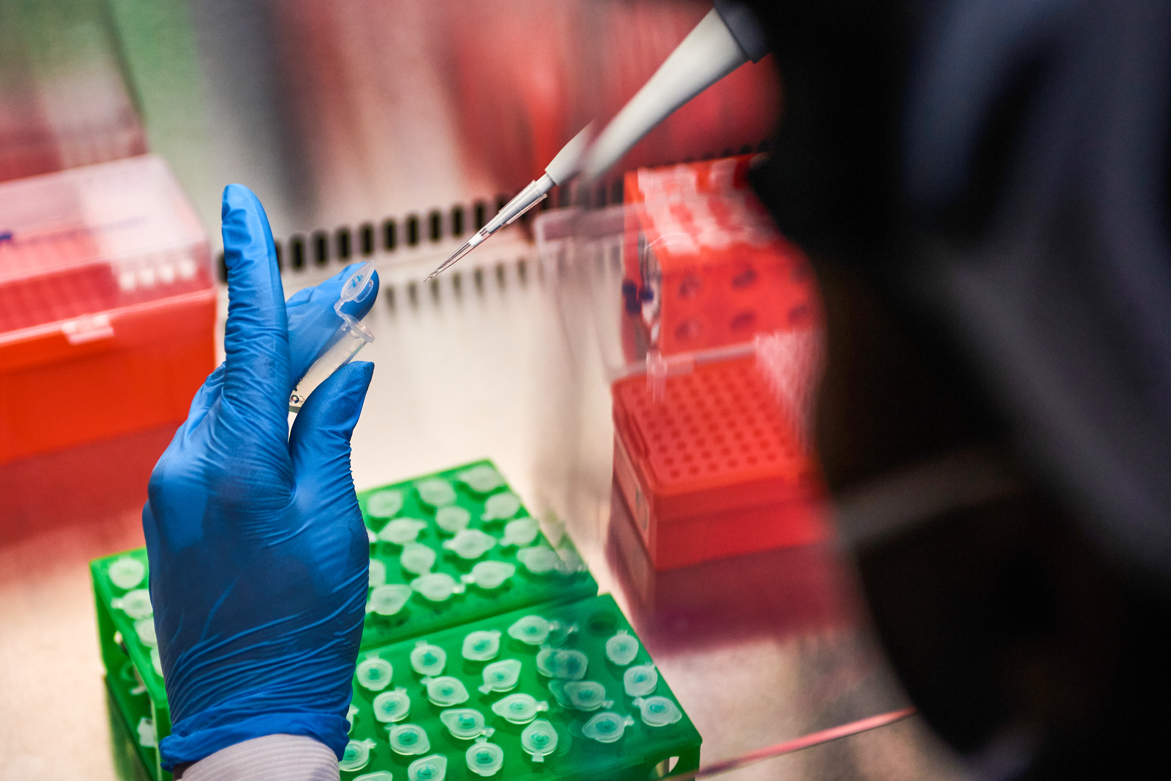 Virus Nipah: síntomas, contagio y países donde ya está el brote además de India