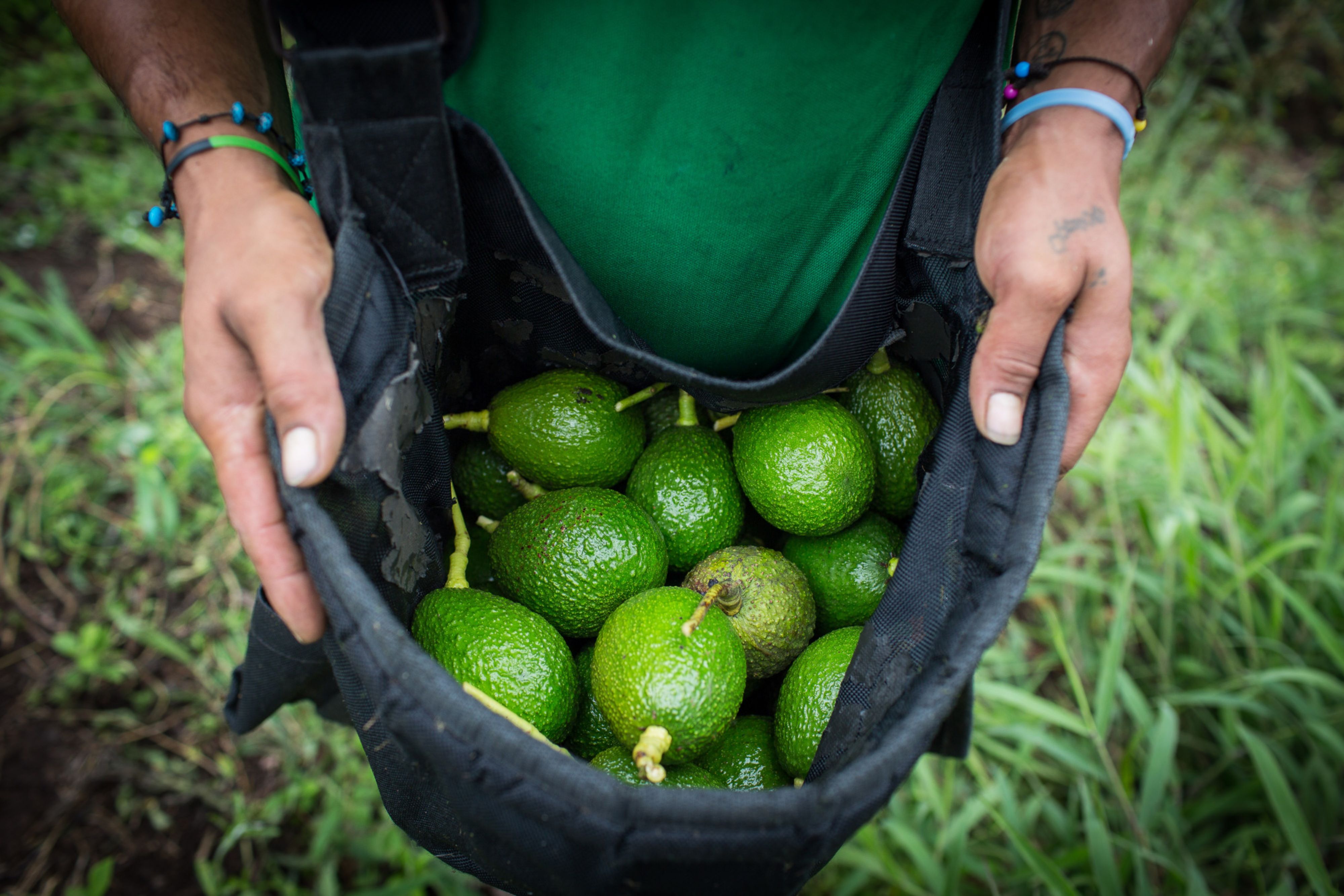 Choques sociales y ambientales, el lado gris del 'boom' del aguacate  colombiano