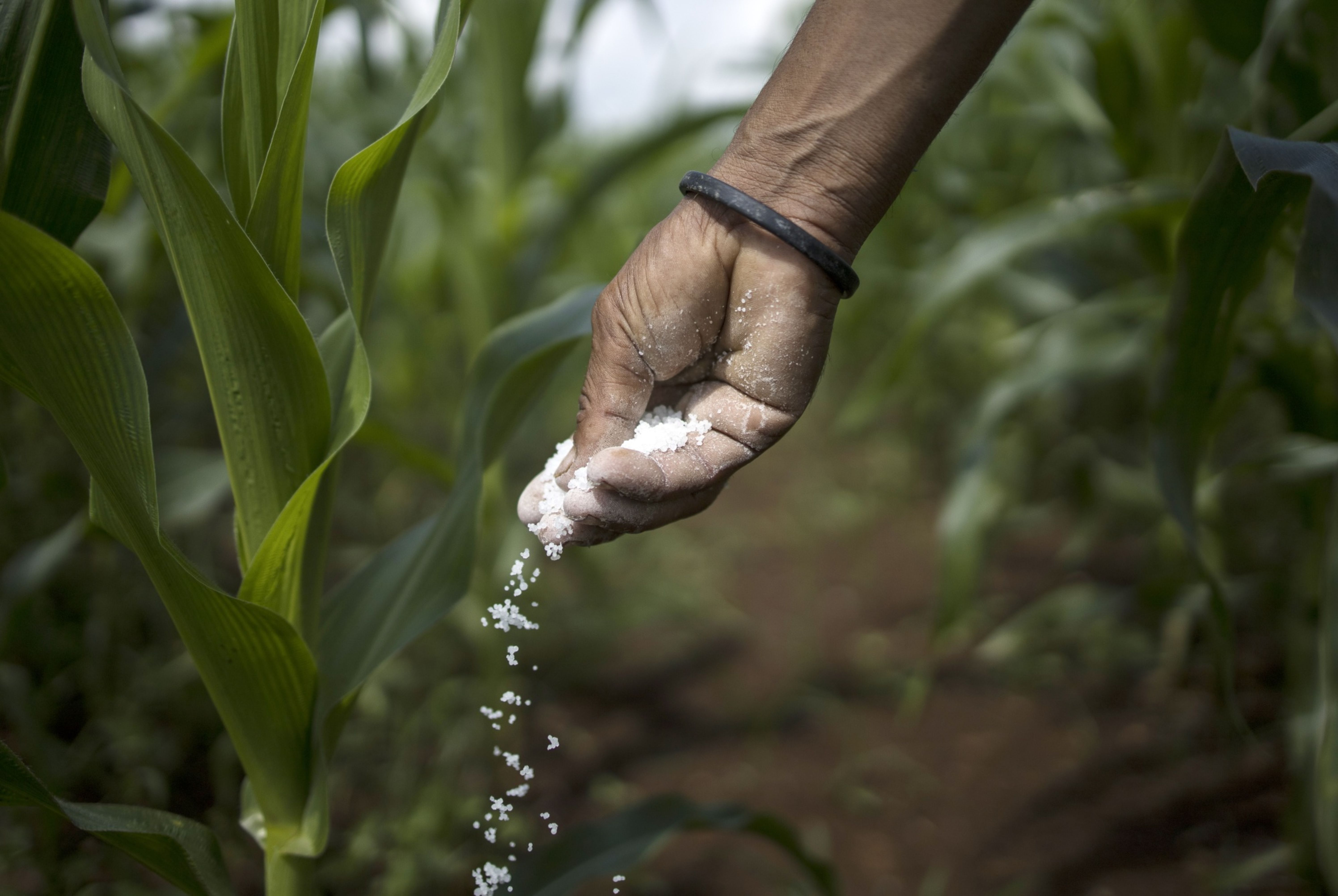 Startup argentina cria plataforma de previsões para o agro e mira crescer no Brasil Startup argentina cria plataforma de previsões para o agro e mira crescer no Brasil