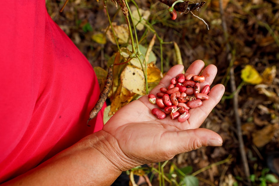 Pronósticos de sequía impulsan el interés por predicciones agrícolas con IA en Centroamérica