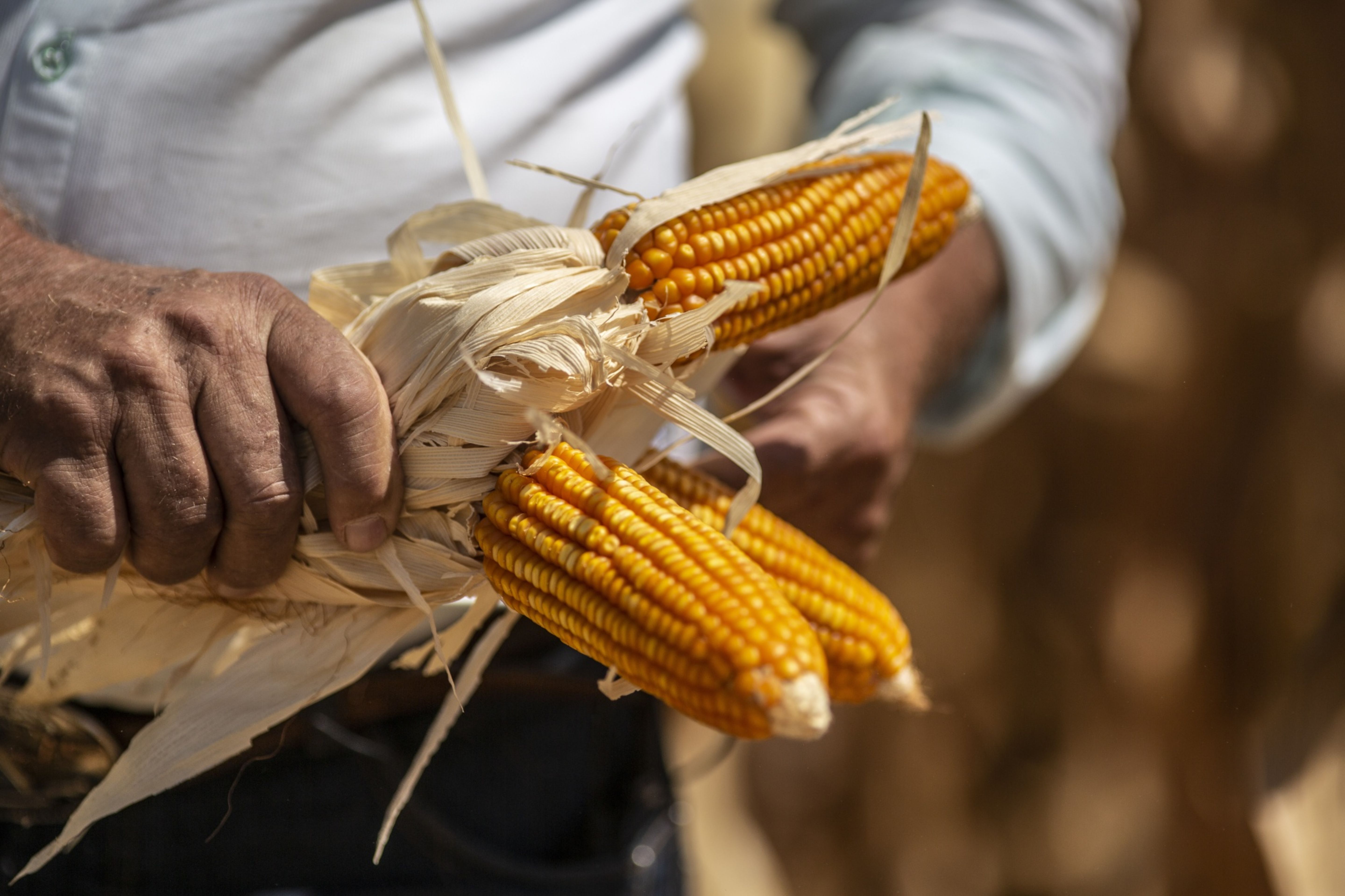 AMLO busca alcanzar acuerdo con . sobre maíz transgénico en un mes