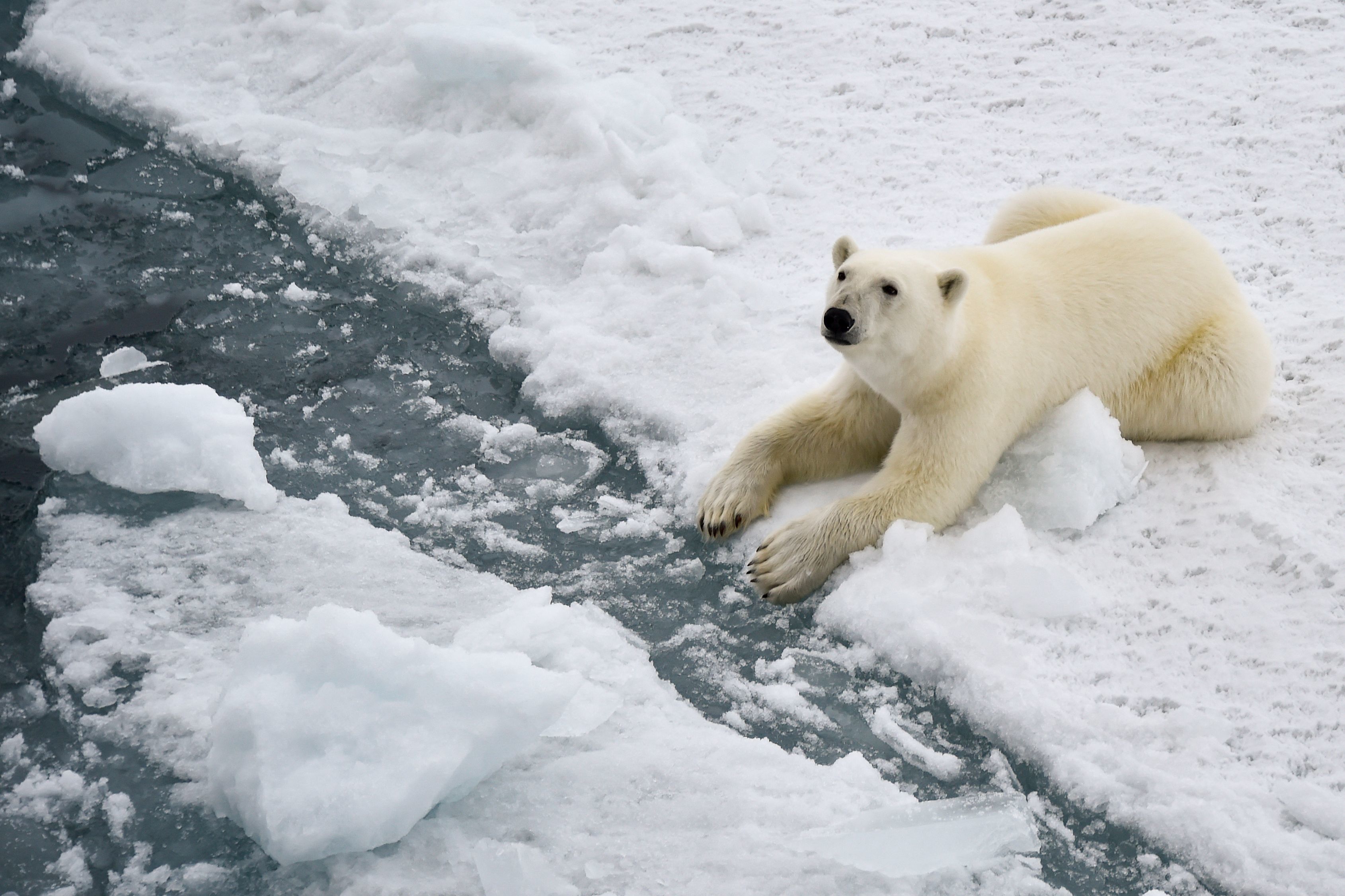 Los osos polares están muriendo de hambre debido al calentamiento global -  Ocean Sentry
