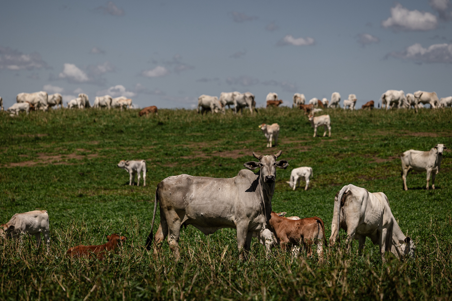 JBJ Agropecuária, de Júnior Friboi, acerta compra da Fazenda Conforto, em Goiás