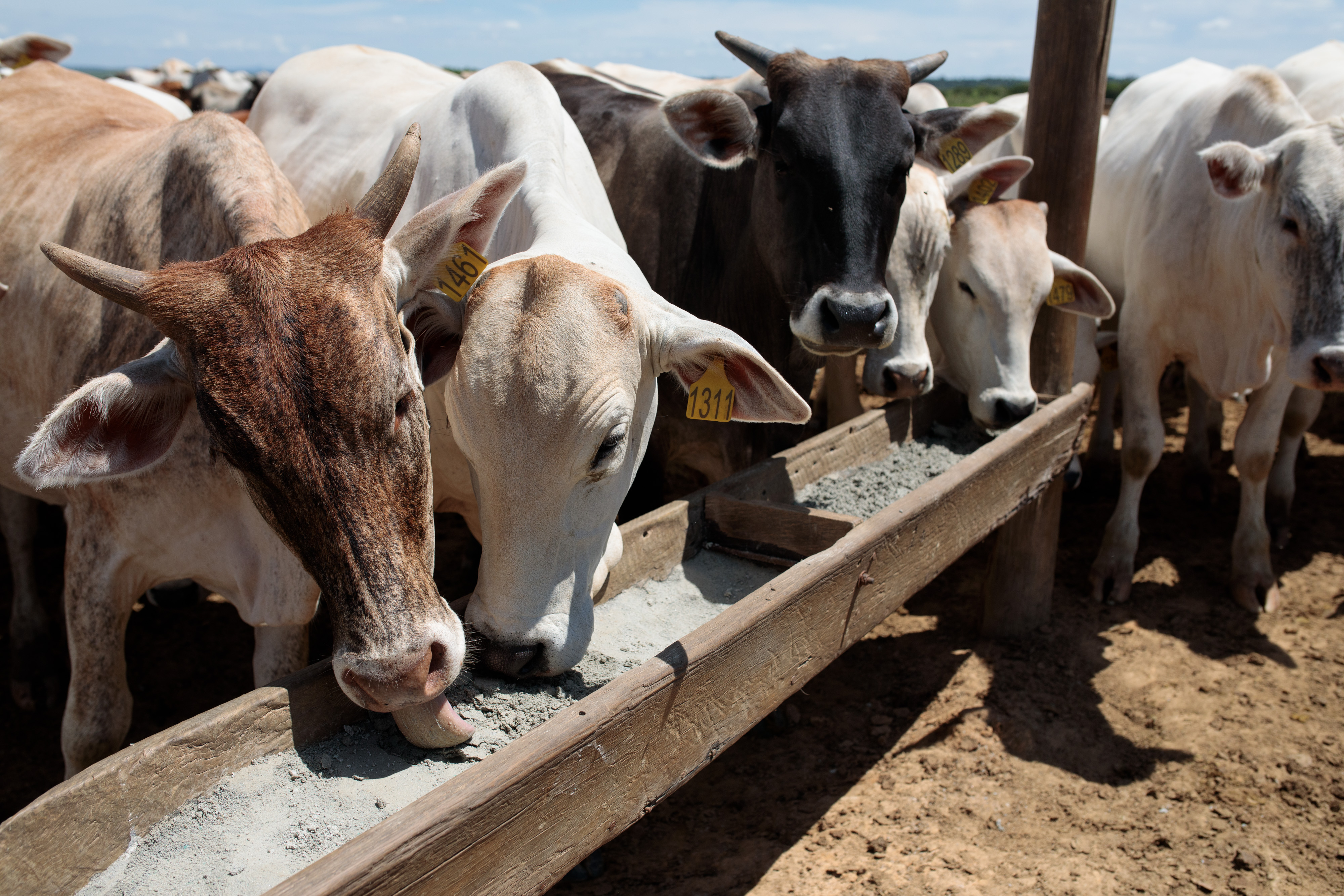 Brasil podría liderar estándares globales para el comercio de soya y carne sin deforestación, según WRI Brasil podría liderar estándares globales para el comercio de soya y carne sin deforestación, según WRI