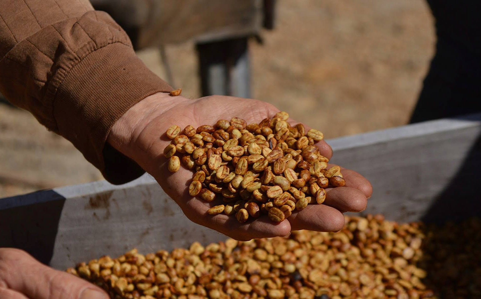 Adaptação começa no solo: como El Niño transforma a produção de café na América Central Adaptação começa no solo: como El Niño transforma a produção de café na América Central