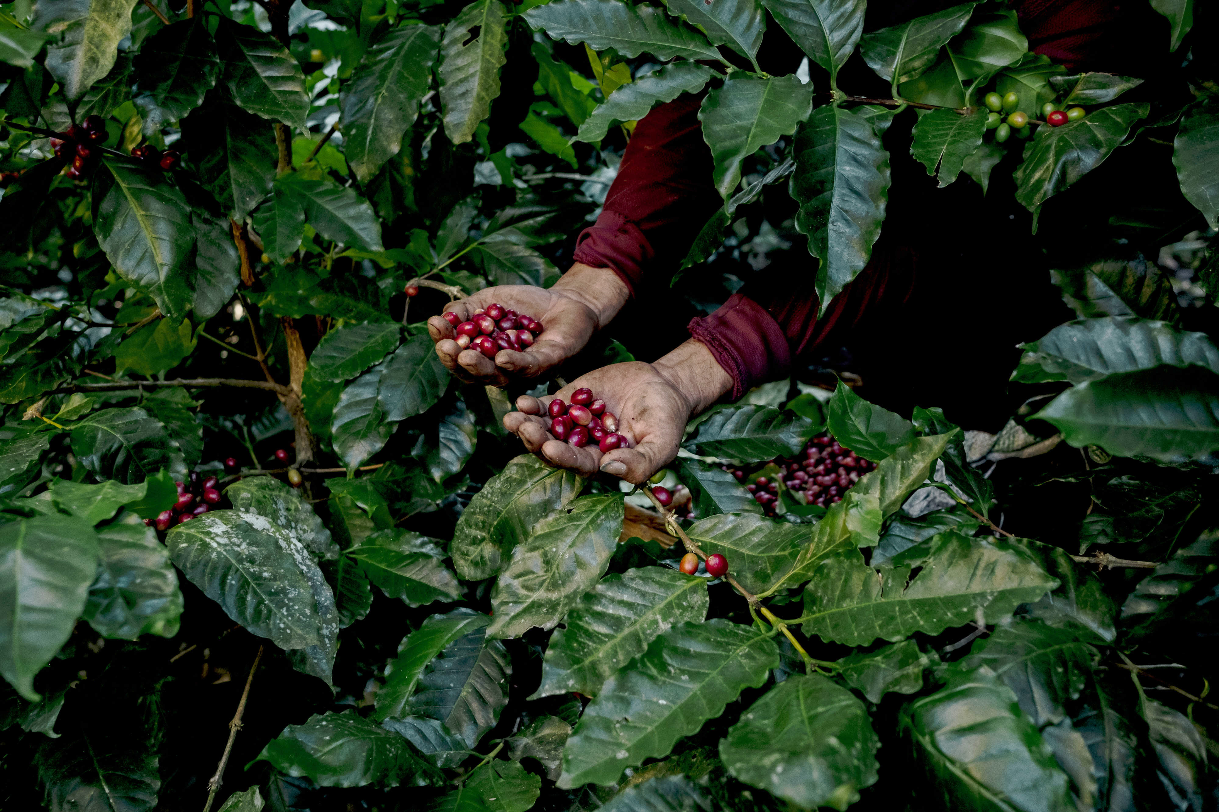 Preços do café caem no mundo em 2026 com superávit de produção liderado pelo Brasil