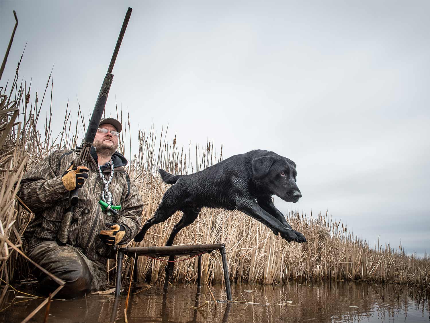 bird dog trainers