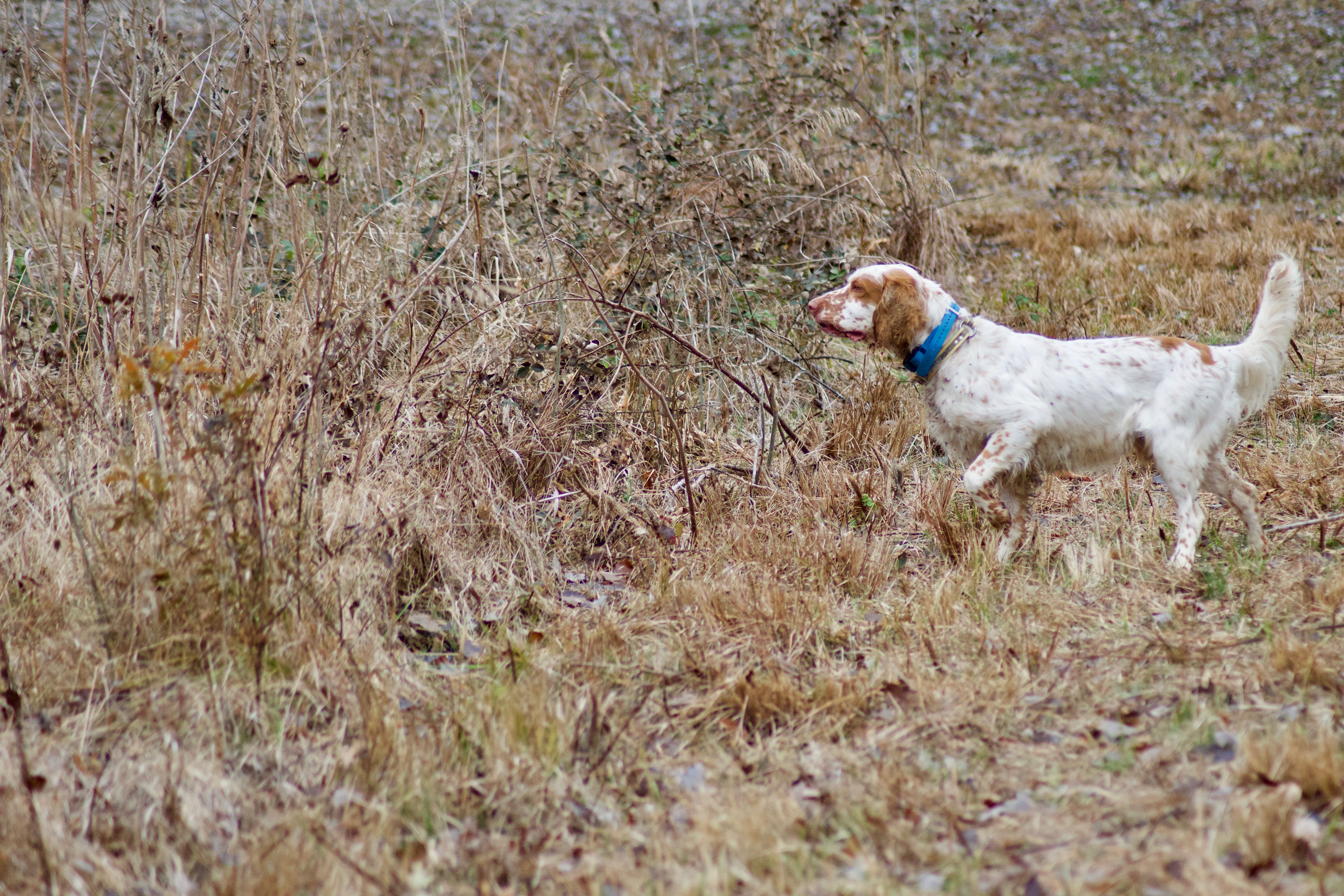 e collar to stop chasing