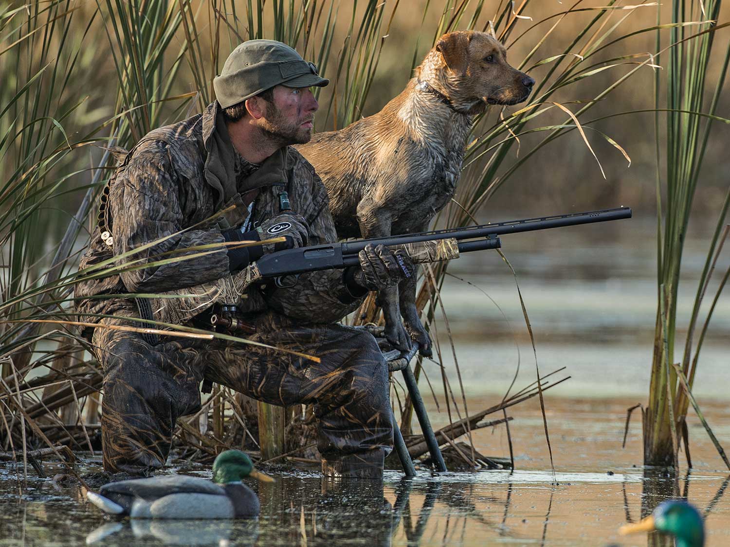 hunting dogs that shed the least