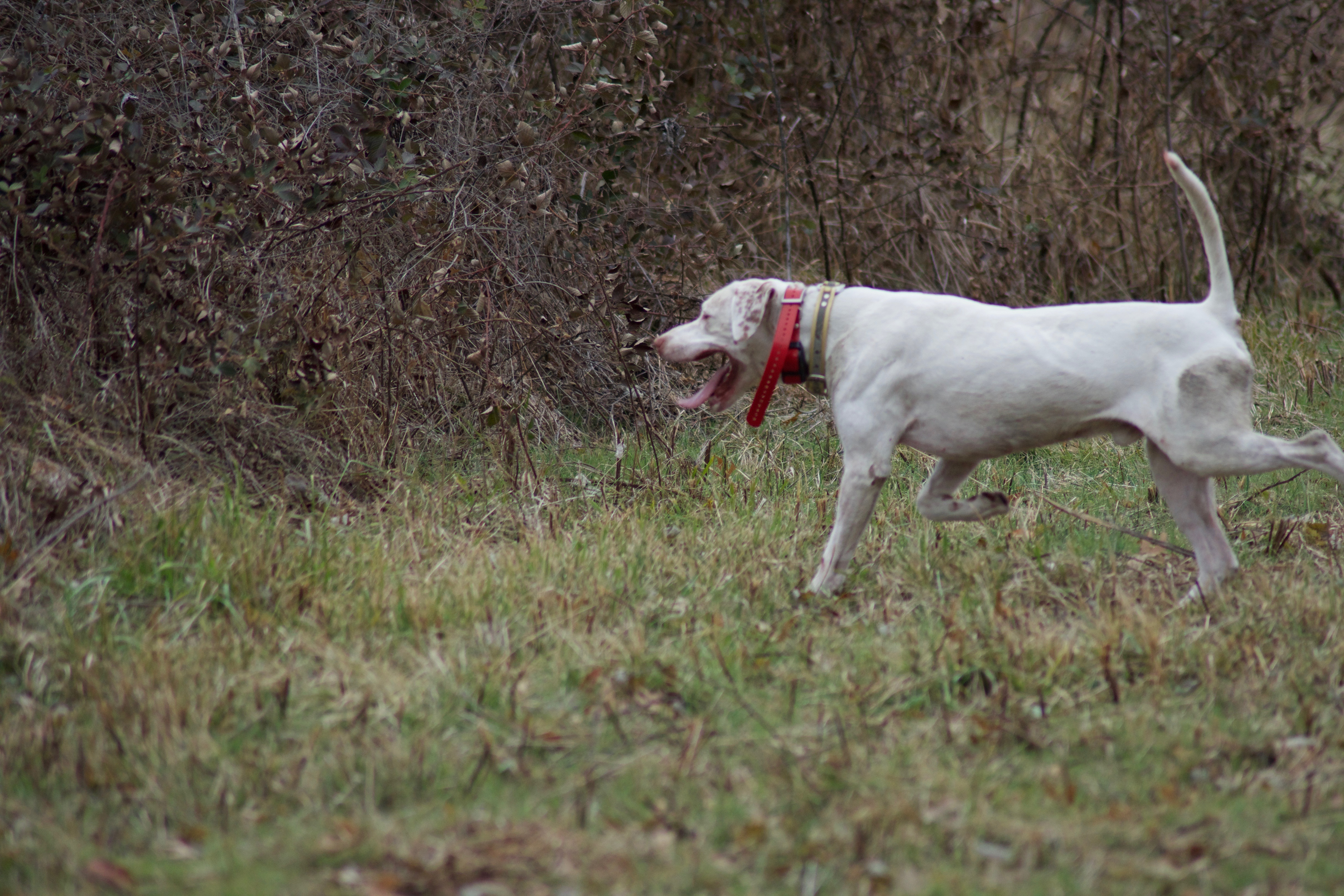 e collar to stop chasing