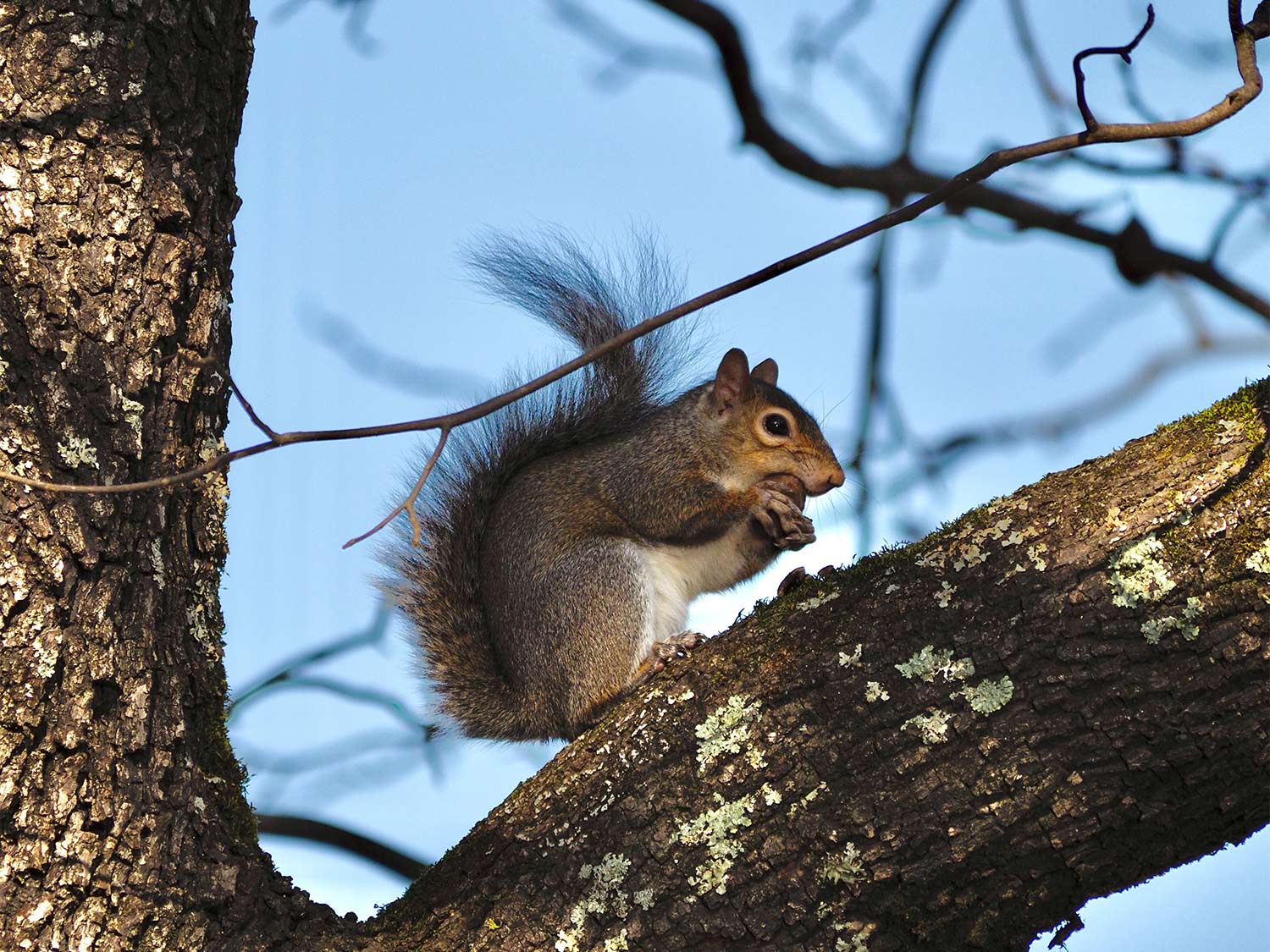 The Ultimate Guide To Hunting Squirrels Outdoor Life