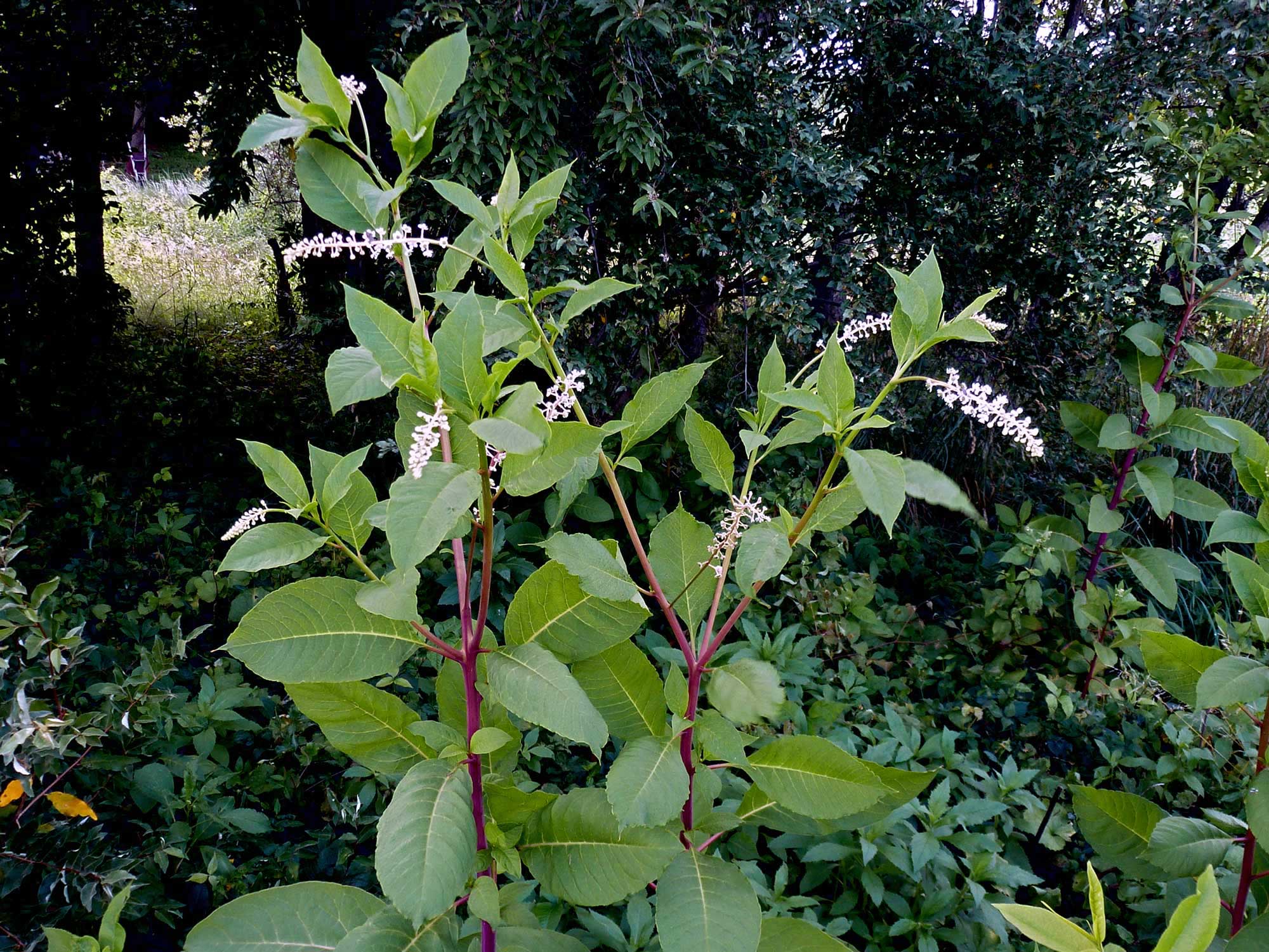 are pokeweed berries poisonous to dogs