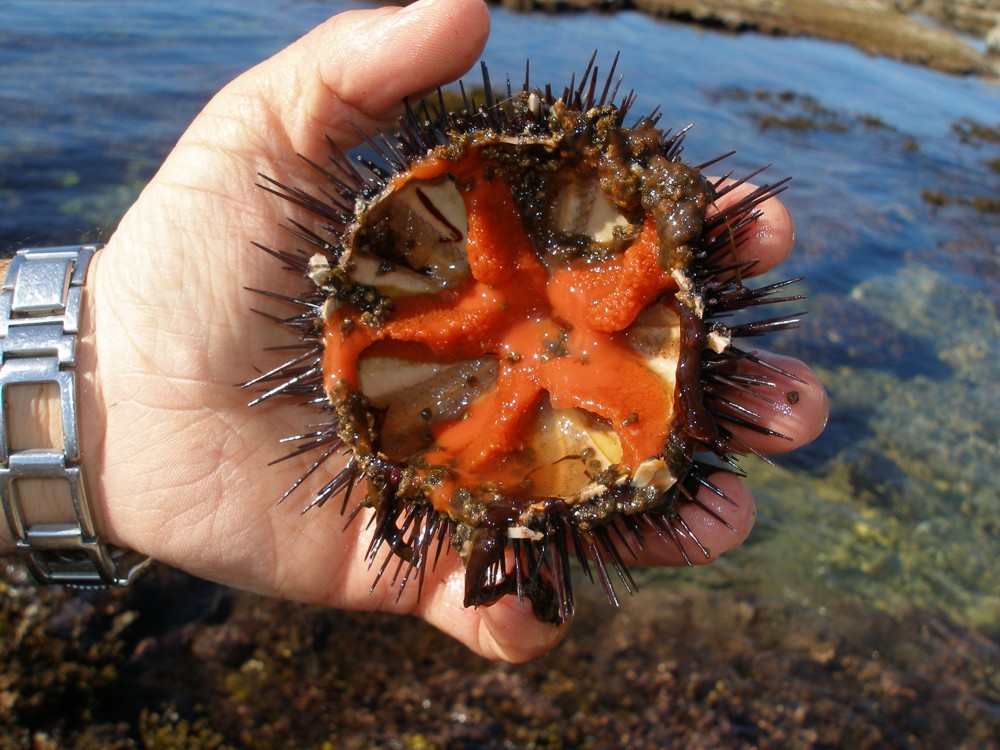14 wild edibles you can pull right out of the ocean