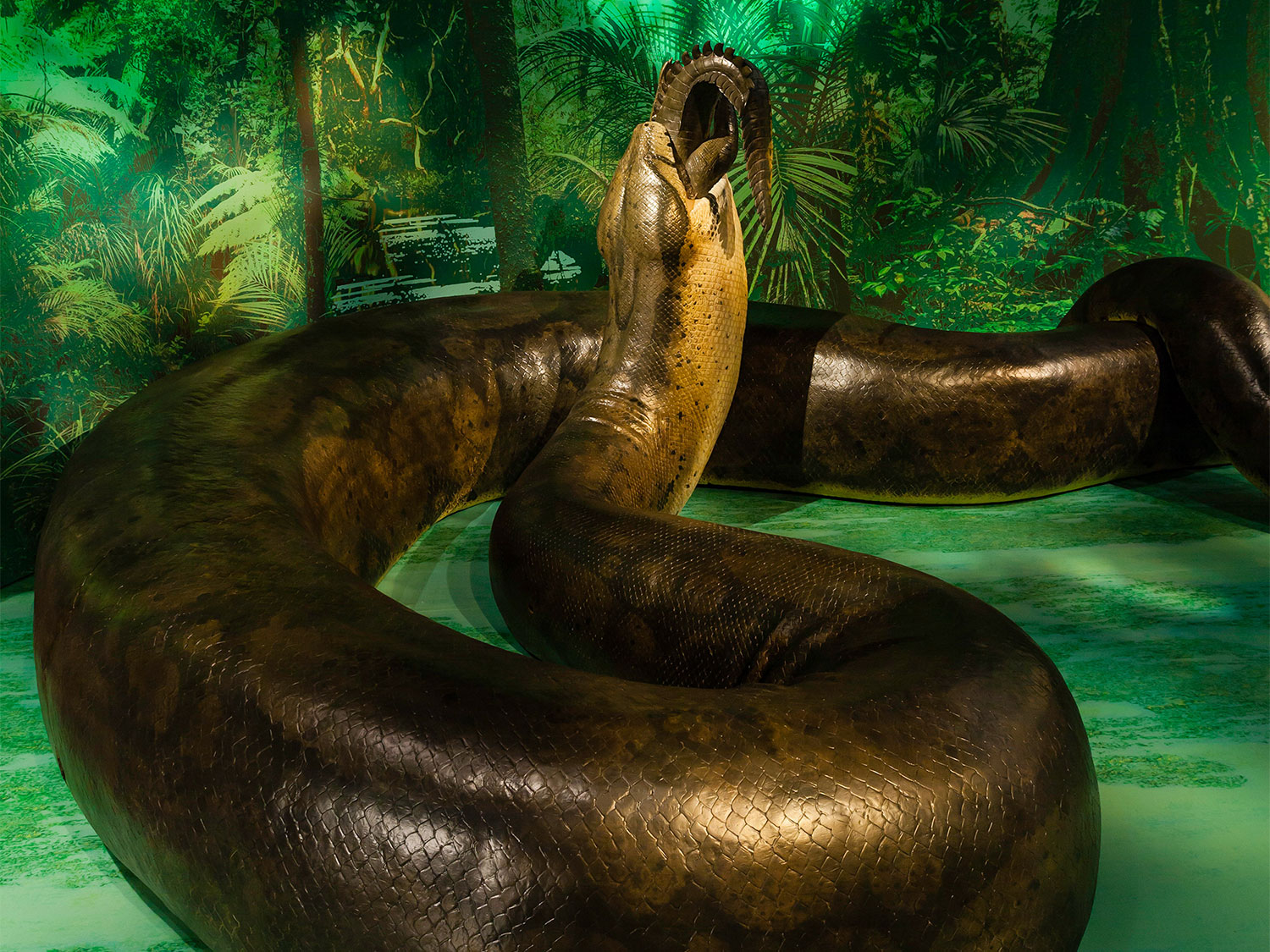 The Biggest Snakes in the World