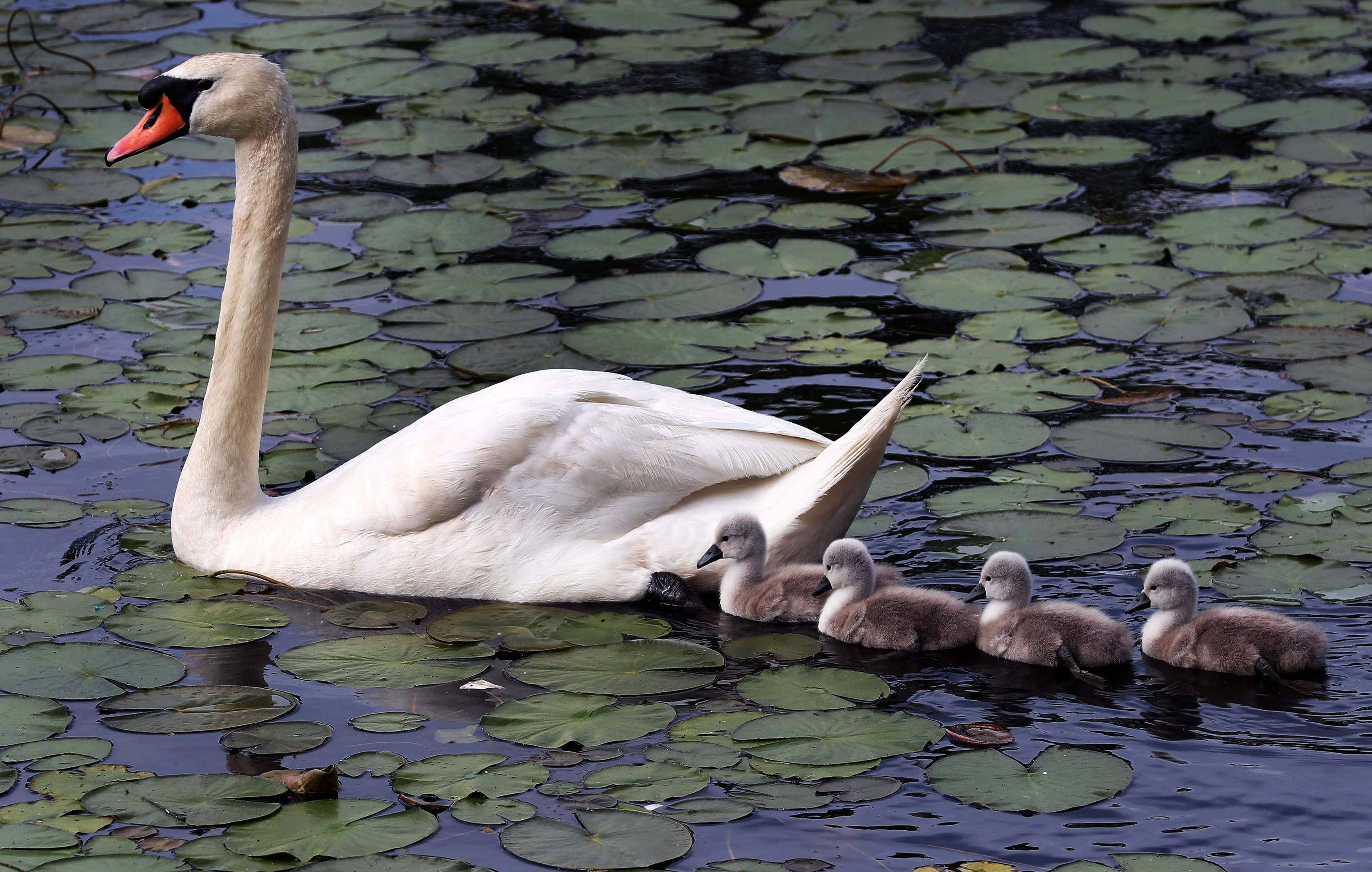 A family of swans whose mother died was lead by the father swan in the lagoon on the Boston side of the Charles River on Tuesday.