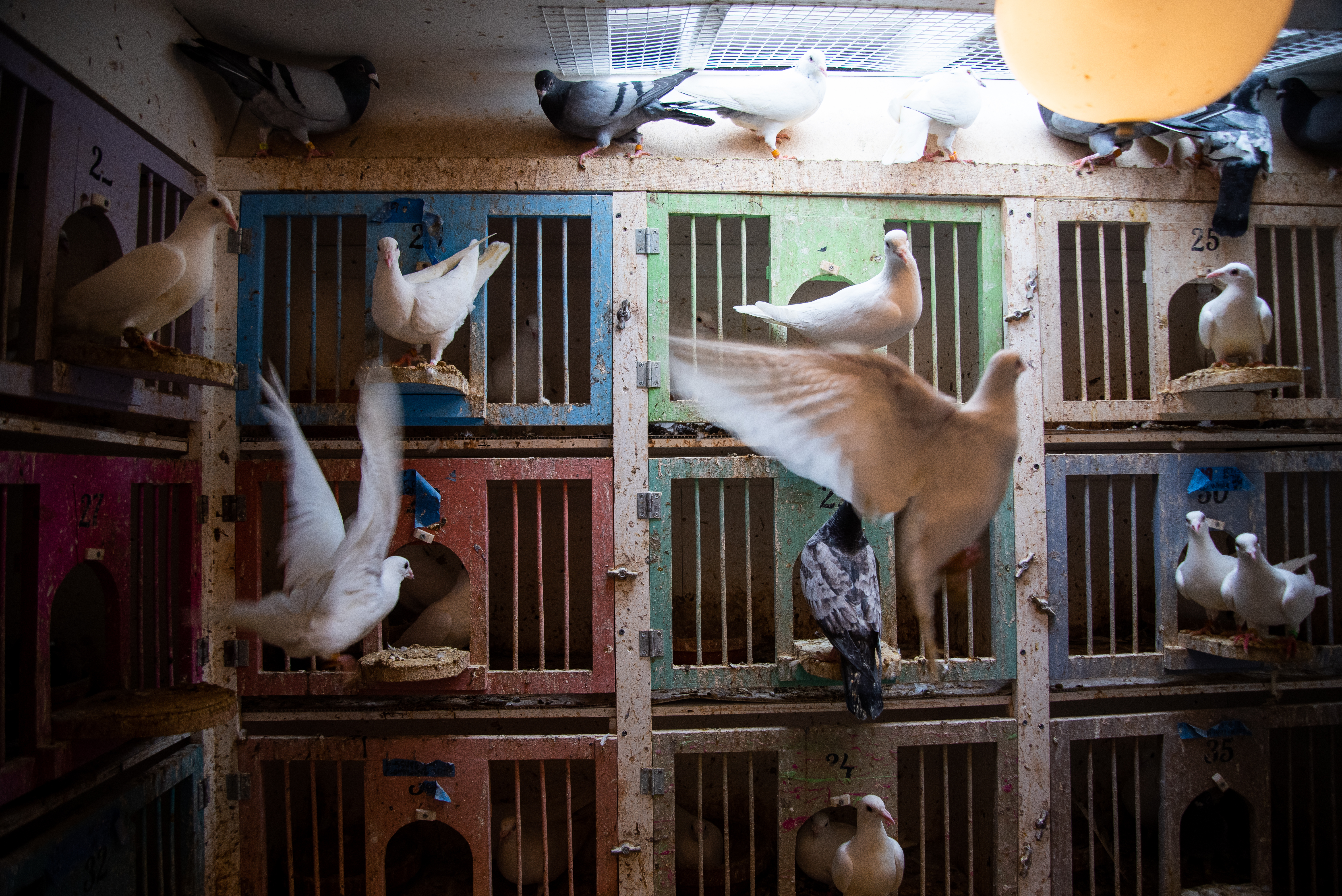 Inside The World Of New England Pigeon Racing Where A Win Can Bring 100 000 The Boston Globe