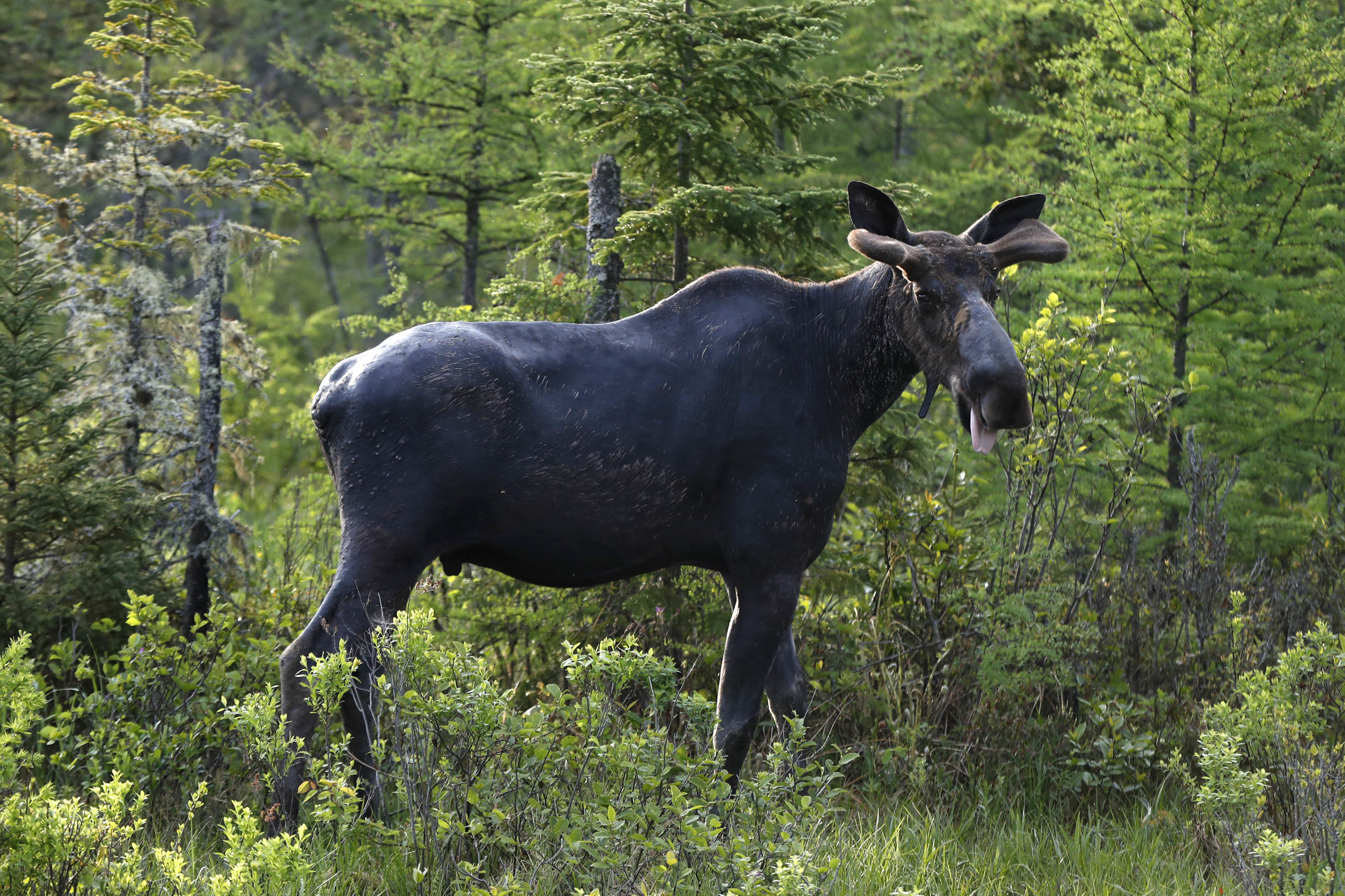 A bull moose paused while feeding in the Umbagog National Wildlife Refuge, in Wentworth's Location, N.H.