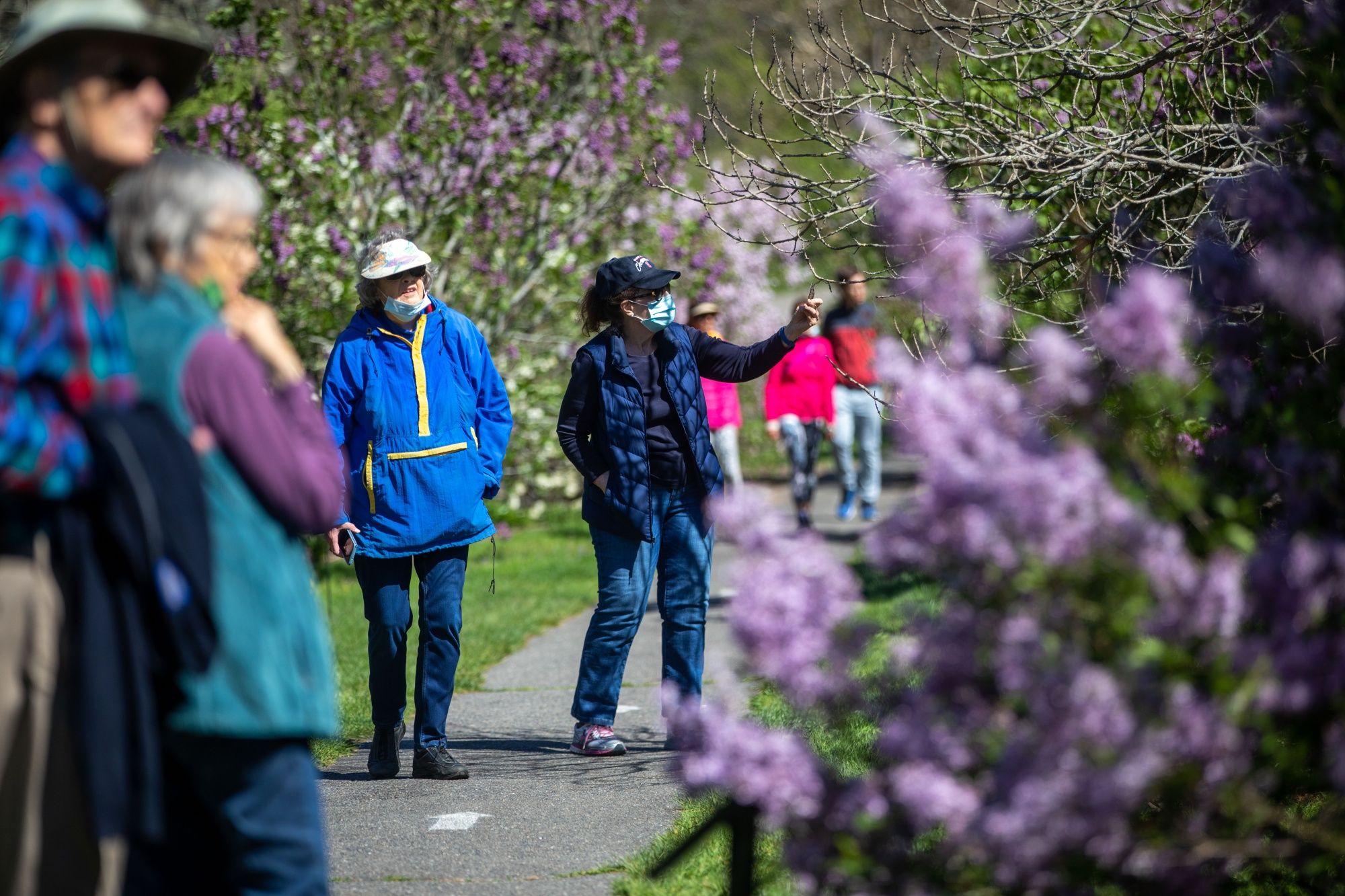 People enjoy a stroll and the lilacs at the Arnold Arboretum in Boston.
