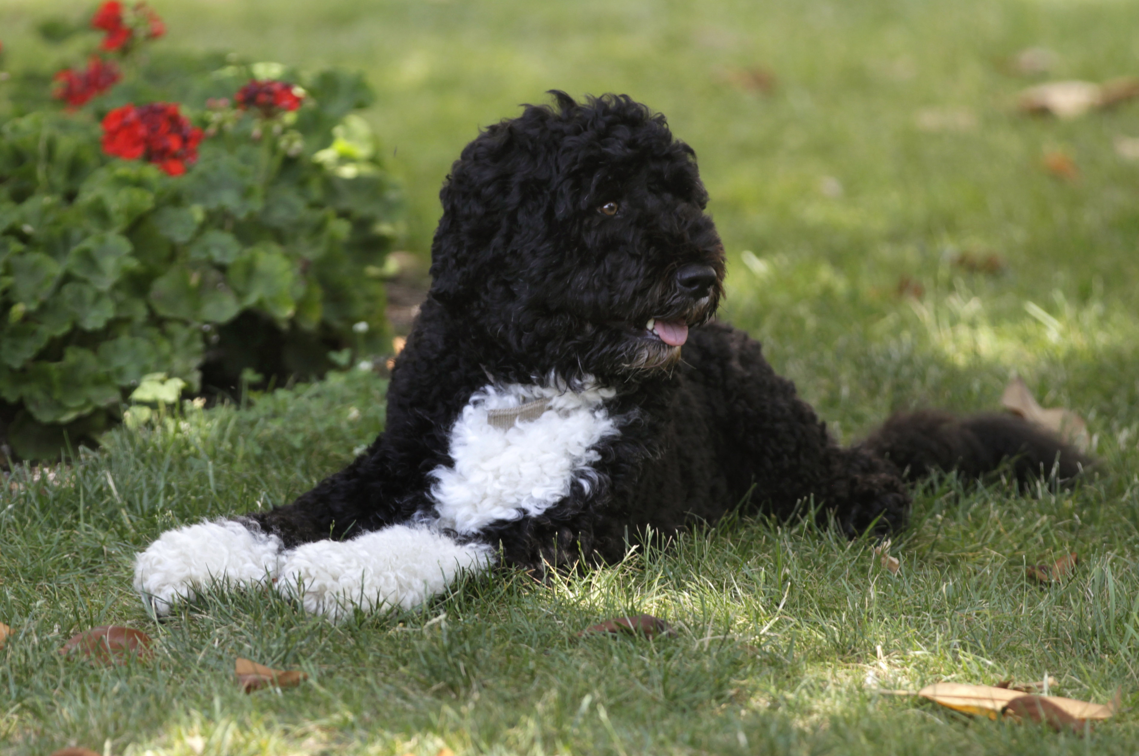 In this June 8, 2011, file photo first dog Bo enjoys a nap in a shady spot on the South Lawn of the White House in Washington. Former President Barack Obama’s dog, Bo, died Saturday, May 8, 2021, after a battle with cancer, the Obamas said on social media.