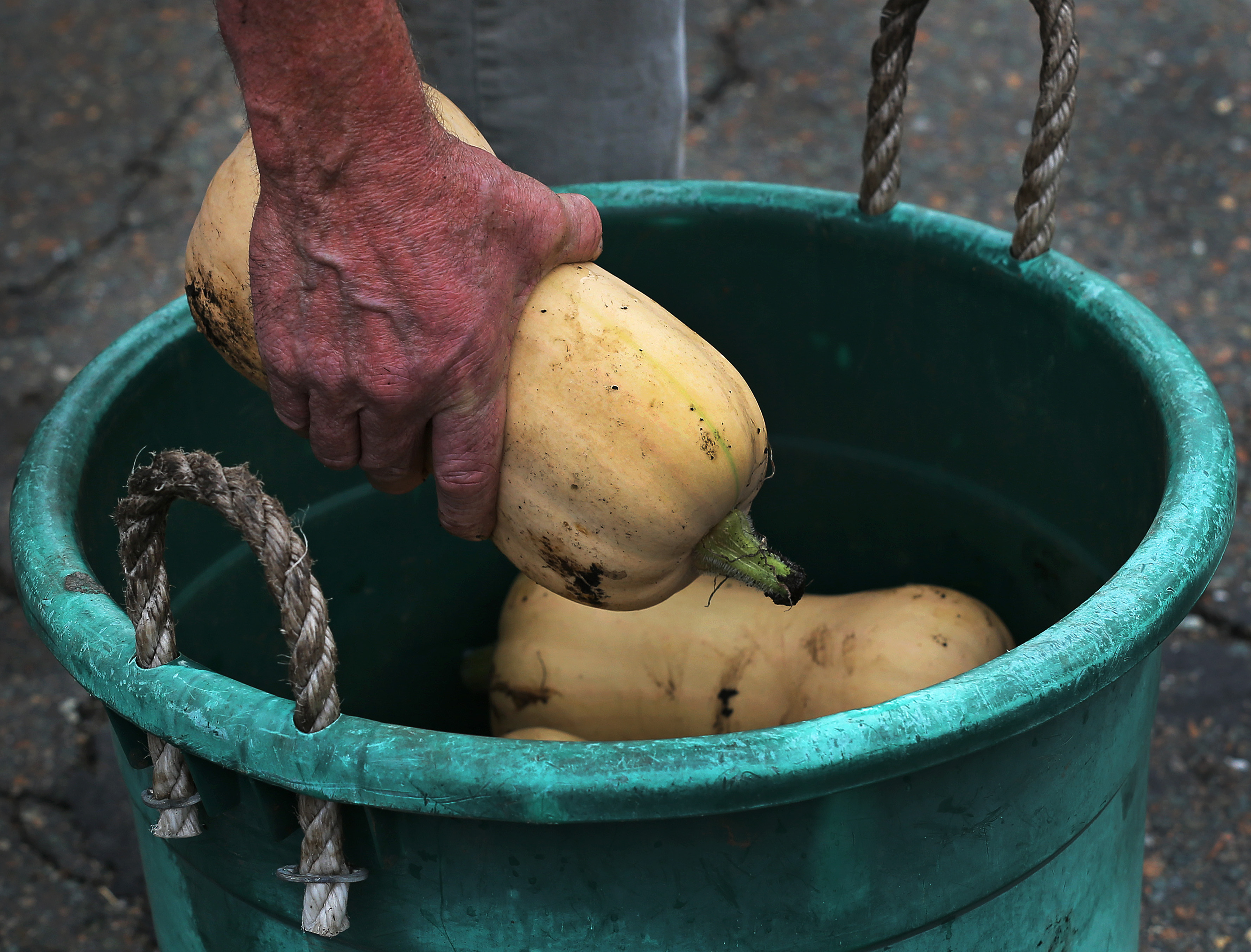 Fallon puts some freshly picked squash into a bucket at the traffic island.