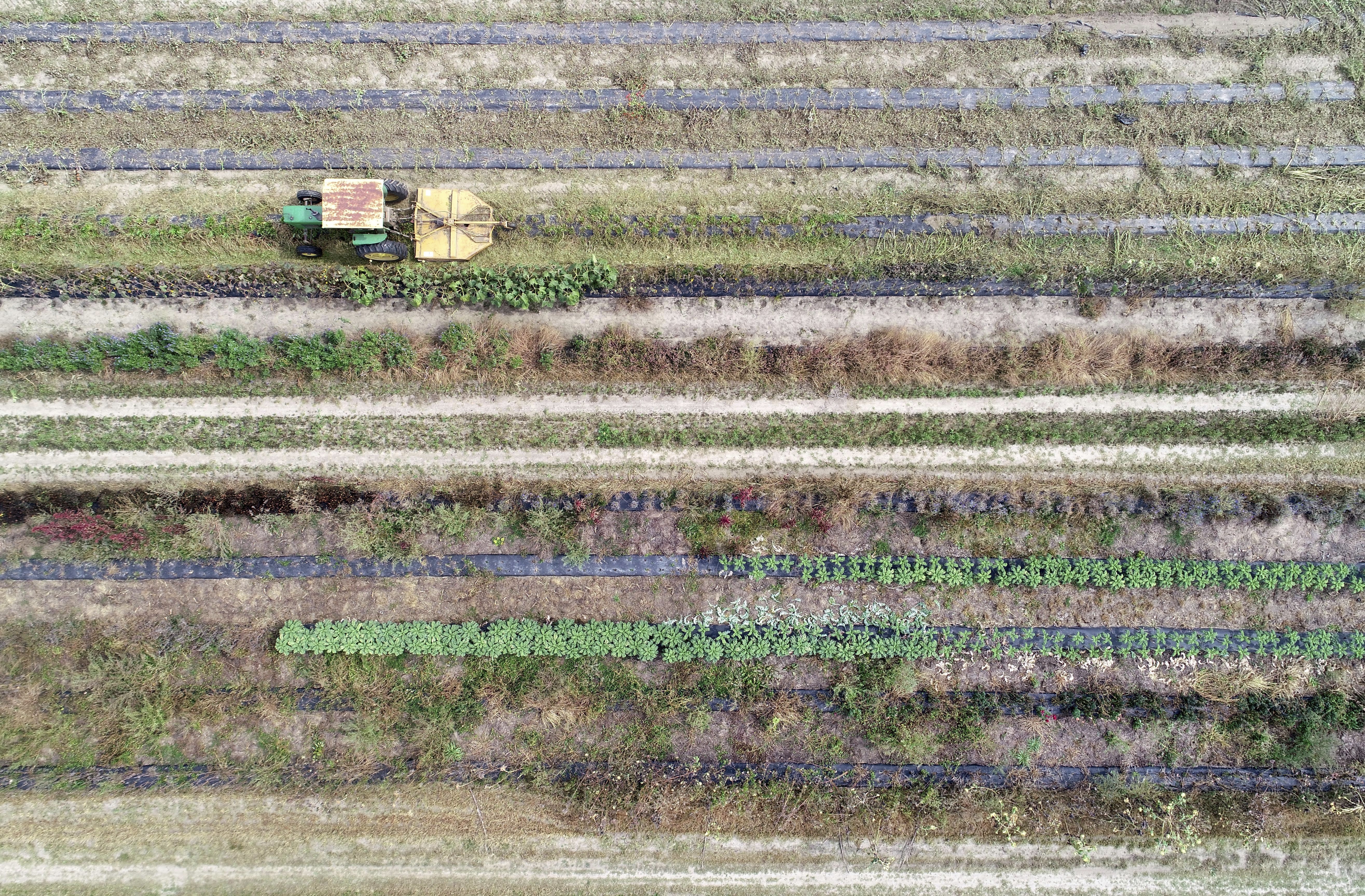A tractor uses a brush-hog to clean up between rows in the vegetable gardens at Taft Farms in Great Barrington.