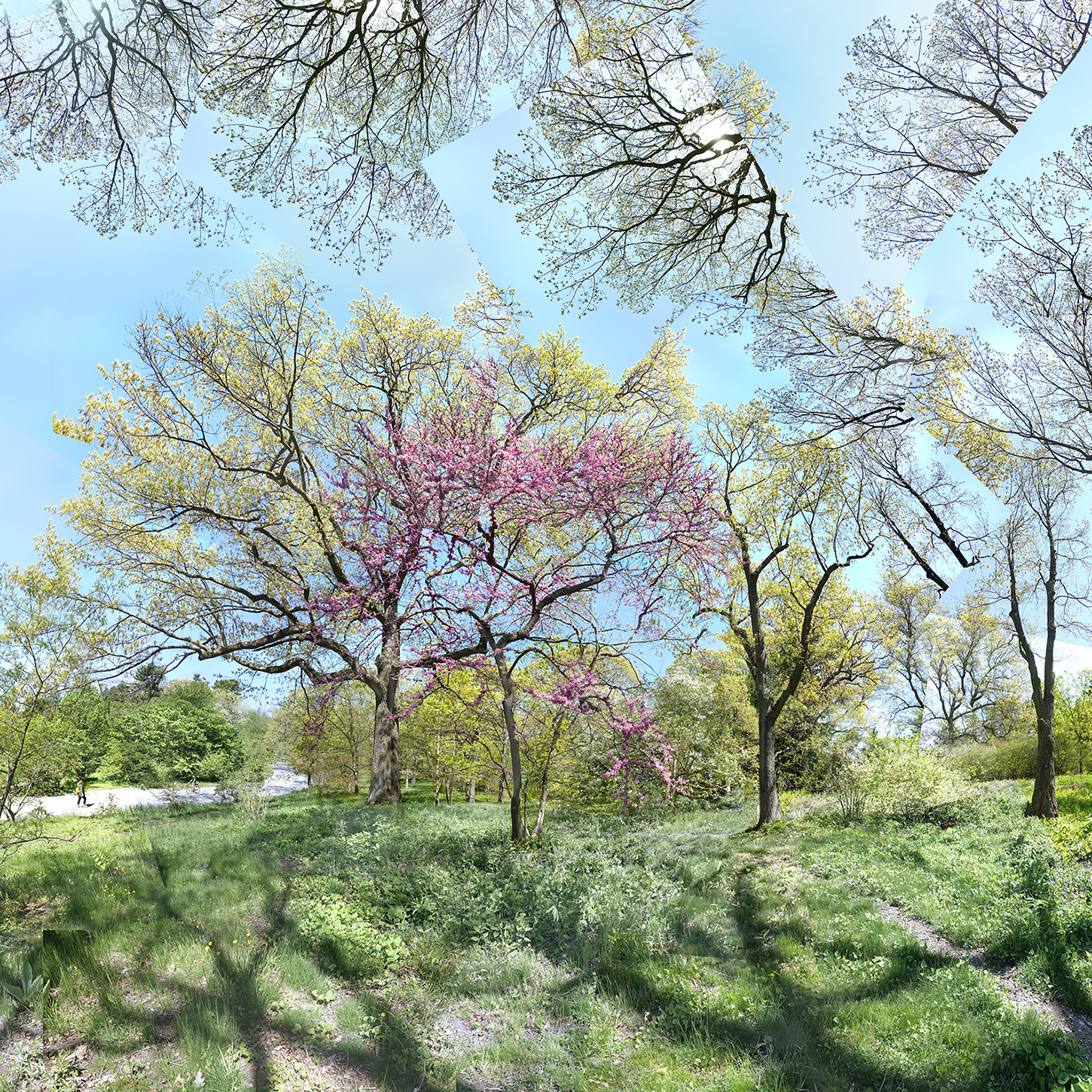Amy Ragus's "Spring has never failed me yet, May 2020."