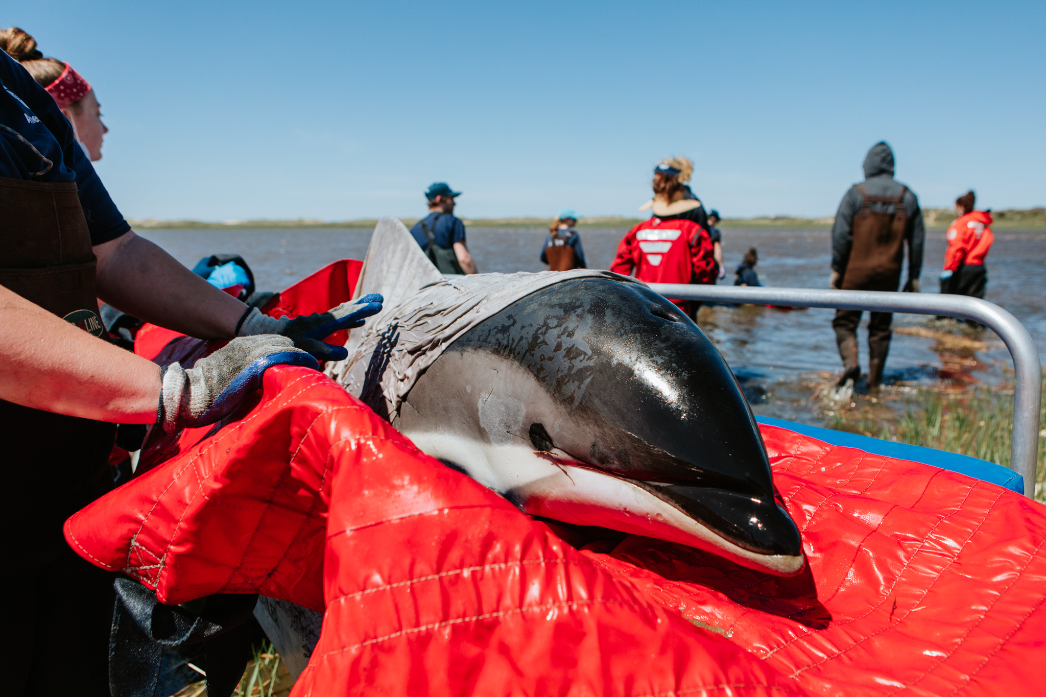 WATCH: Dozens of dolphins beached on France's Atlantic coast